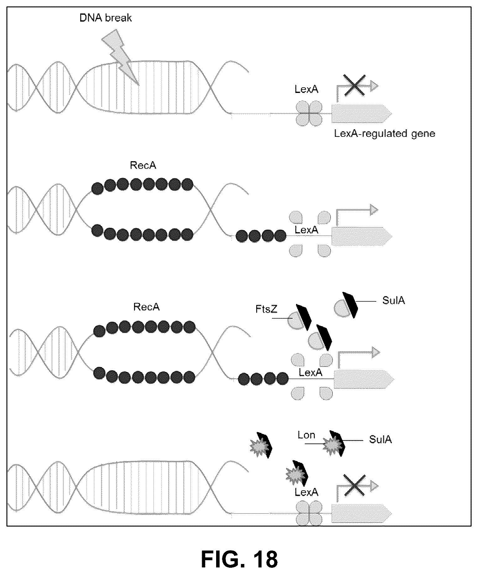Patent US12297239 Figure 17 – E. coli deficient in Lon and SulA for gene targeting
