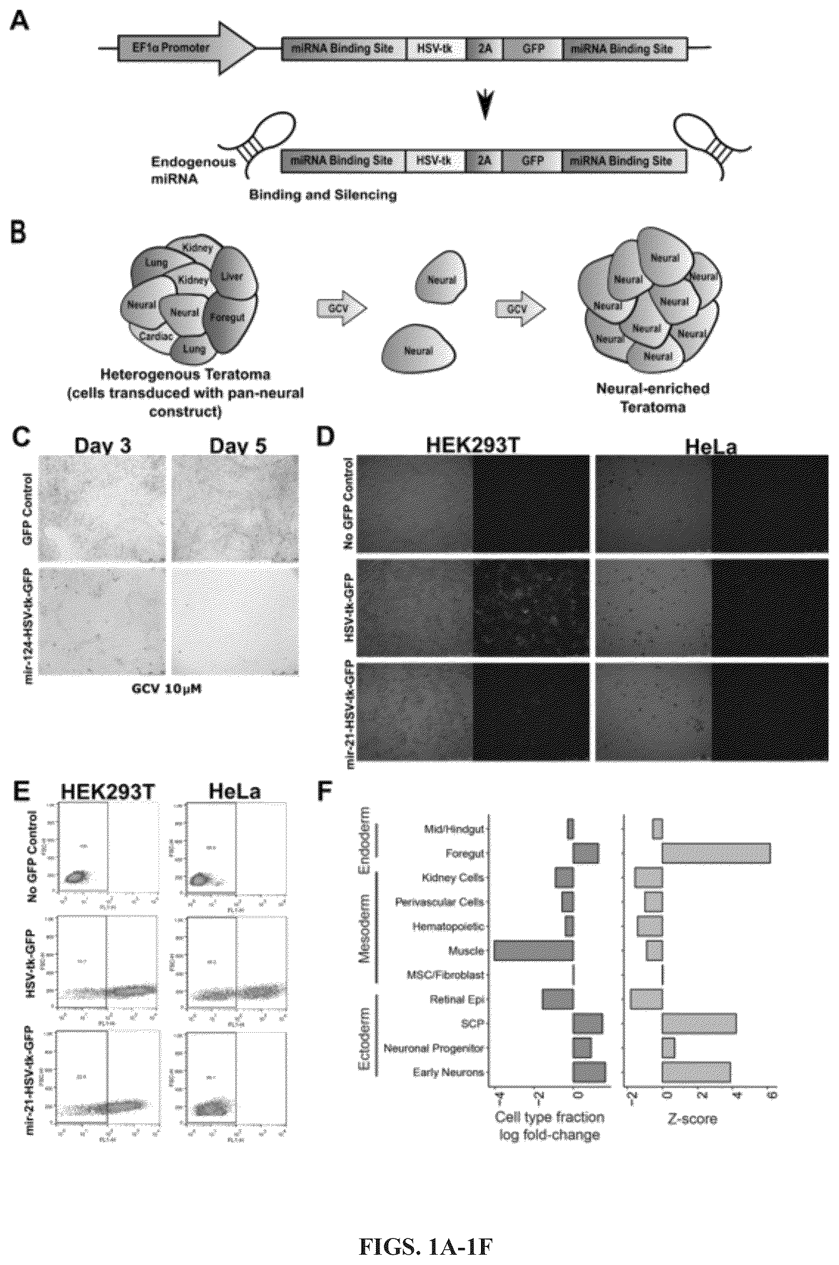 Patent US12297241 Figure 1 – Method to engineer transplantable human tissues
