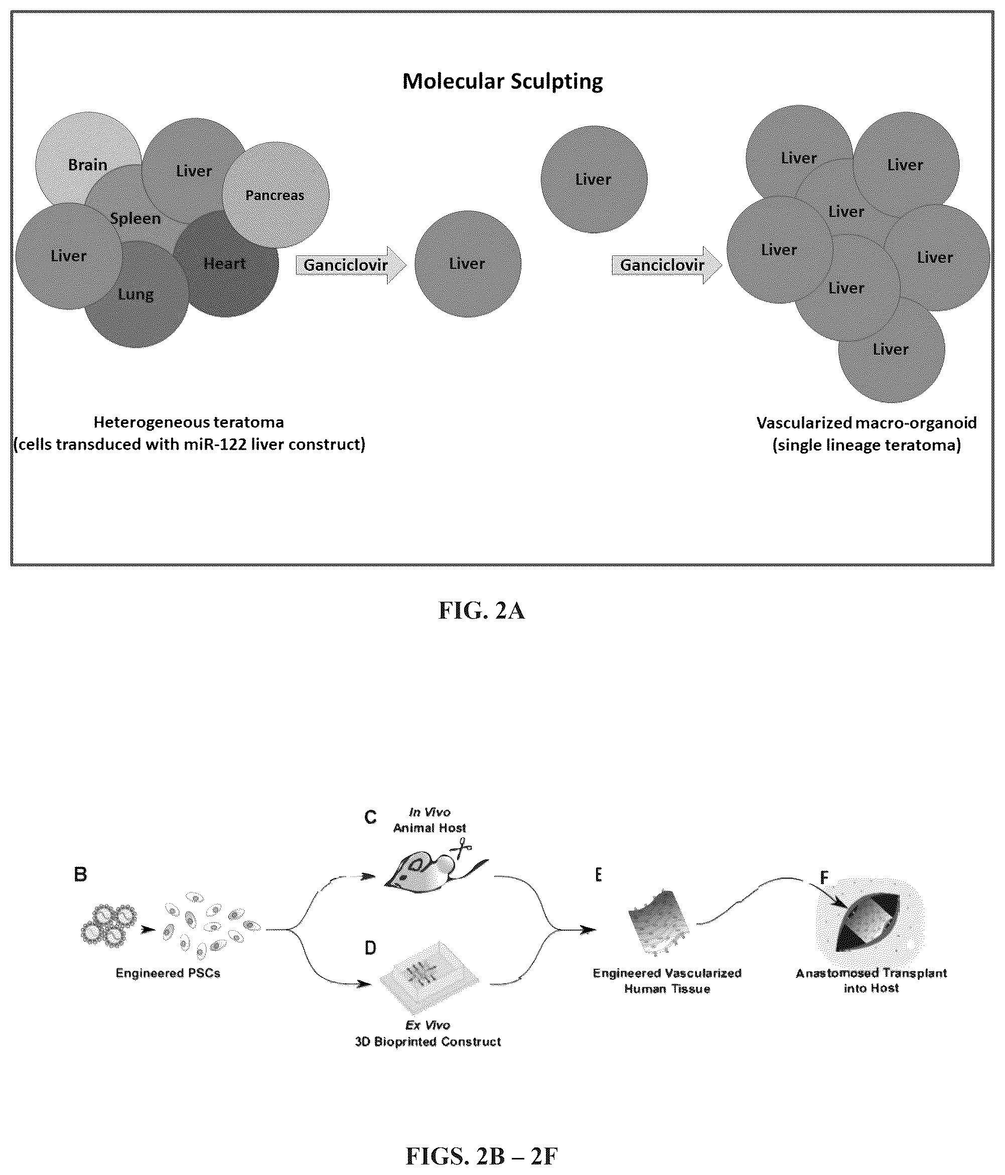 Patent US12297241 Figure 2 – Method to engineer transplantable human tissues
