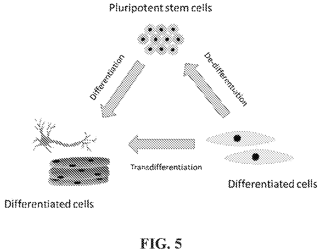 Patent US12297241 Figure 4 – Method to engineer transplantable human tissues