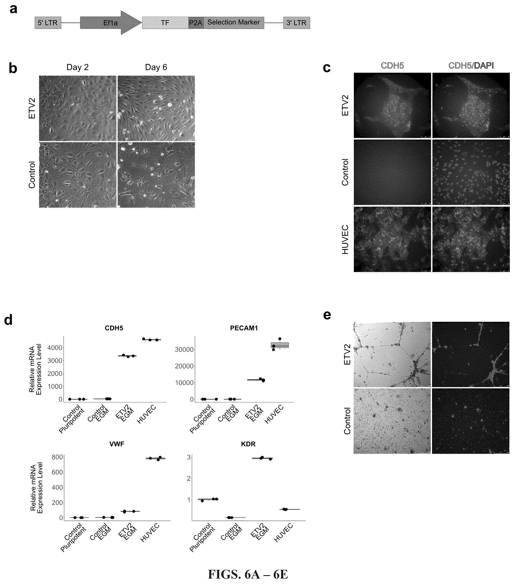 Patent US12297241 Figure 5 – Method to engineer transplantable human tissues