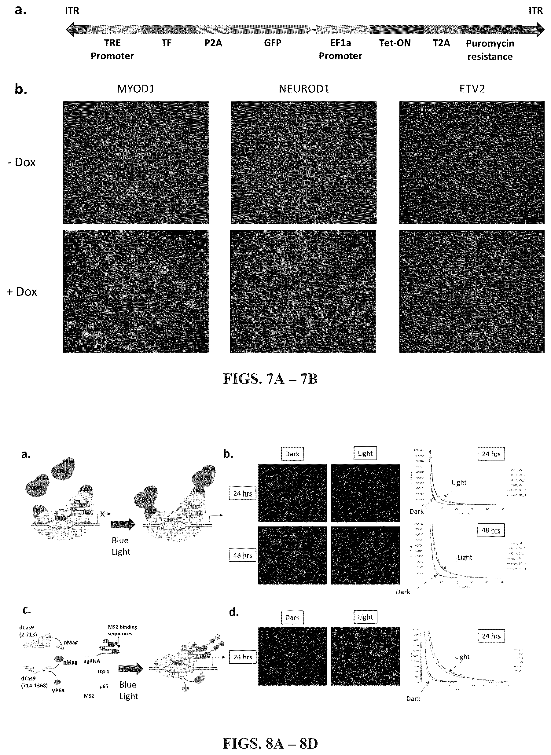 Patent US12297241 Figure 6 – Method to engineer transplantable human tissues