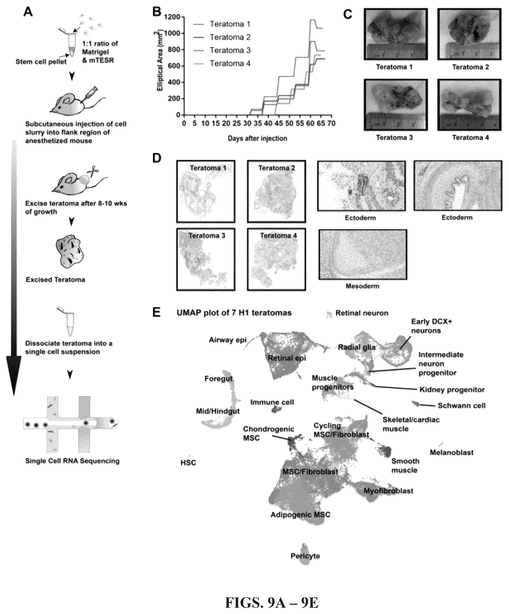 Patent US12297241 Figure 7 – Method to engineer transplantable human tissues