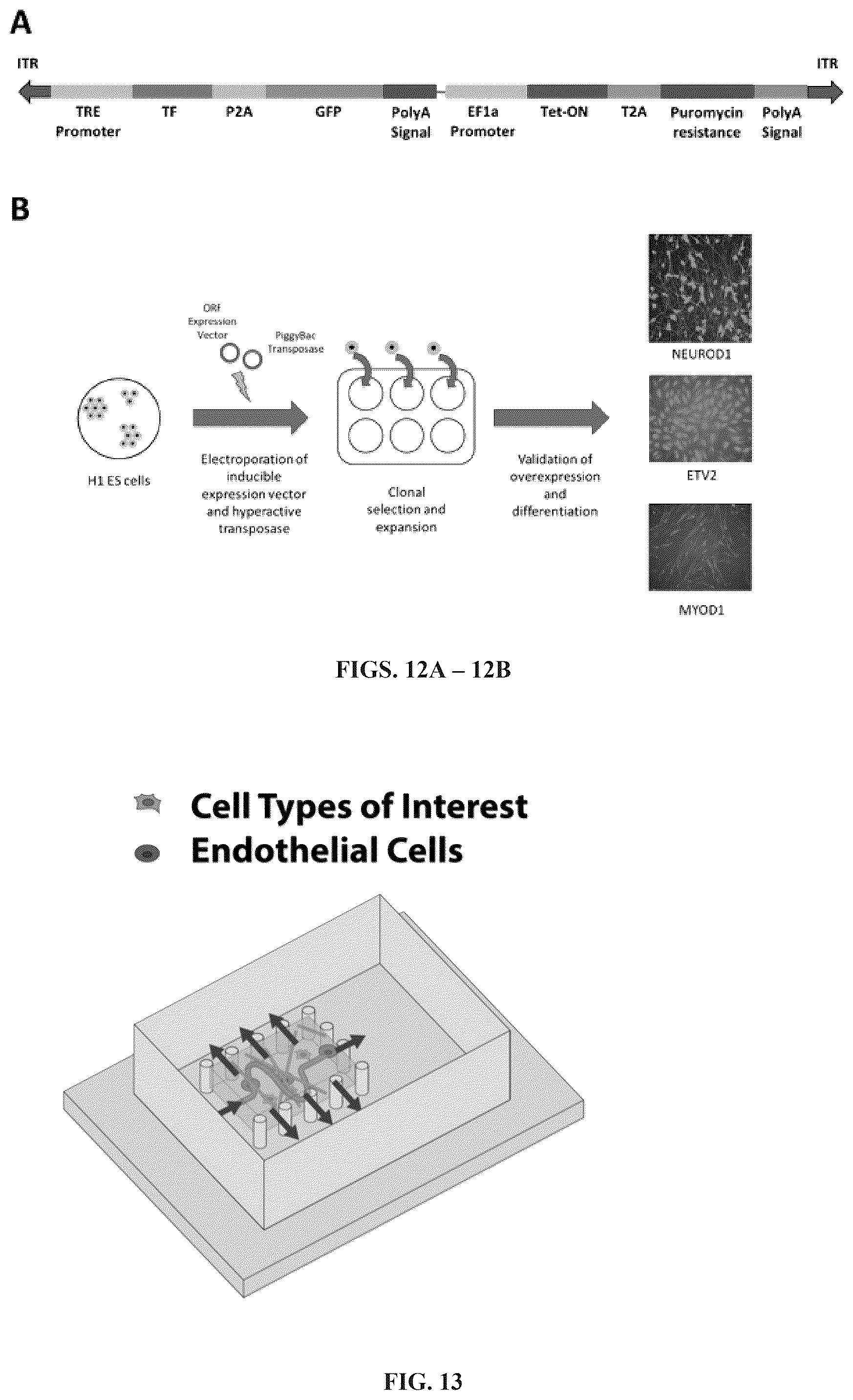 Patent US12297241 Figure 10 – Method to engineer transplantable human tissues