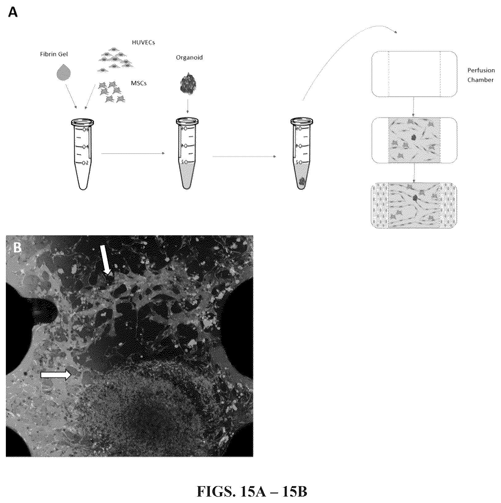 Patent US12297241 Figure 12 – Method to engineer transplantable human tissues