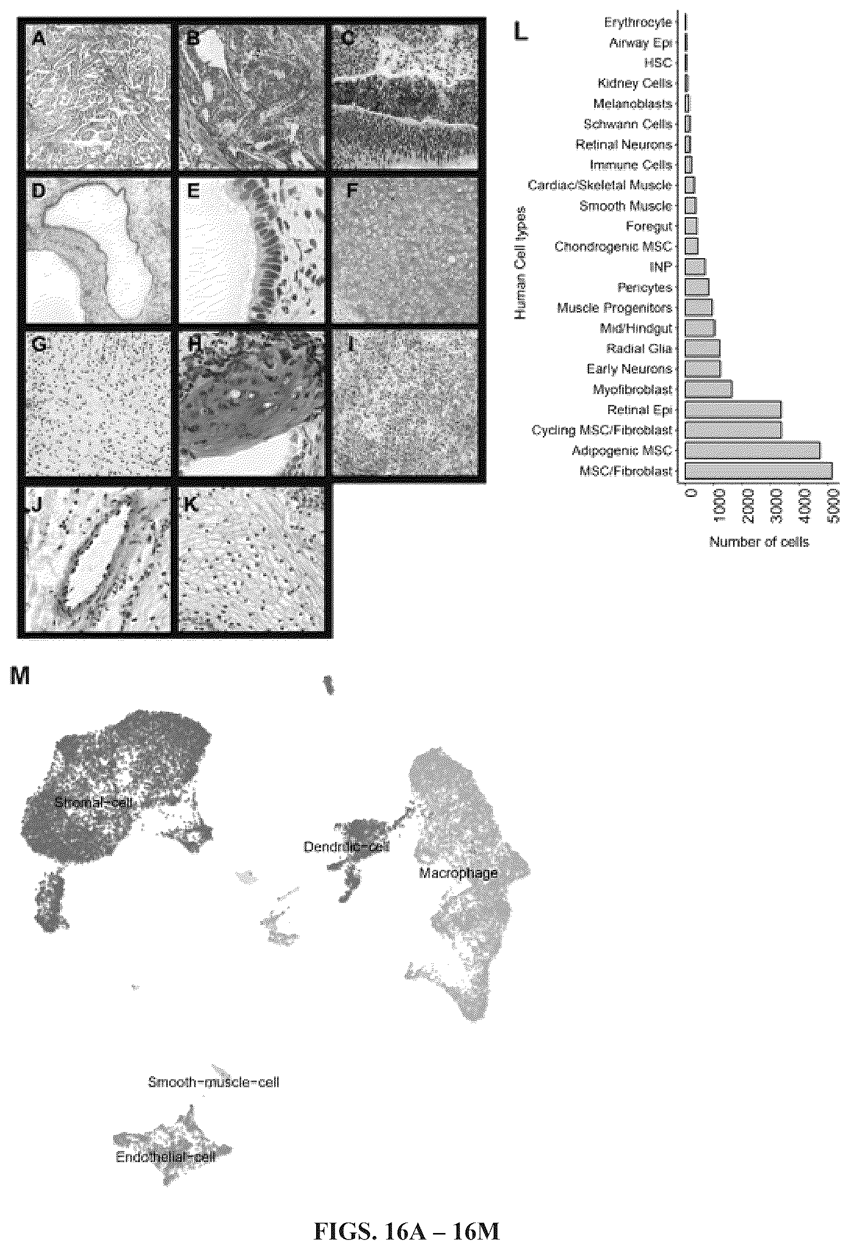 Patent US12297241 Figure 13 – Method to engineer transplantable human tissues