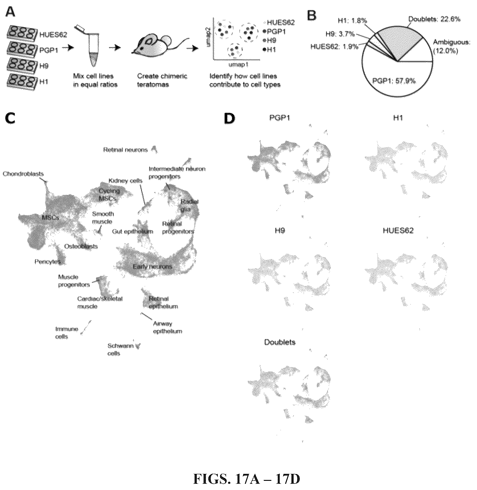 Patent US12297241 Figure 14 – Method to engineer transplantable human tissues