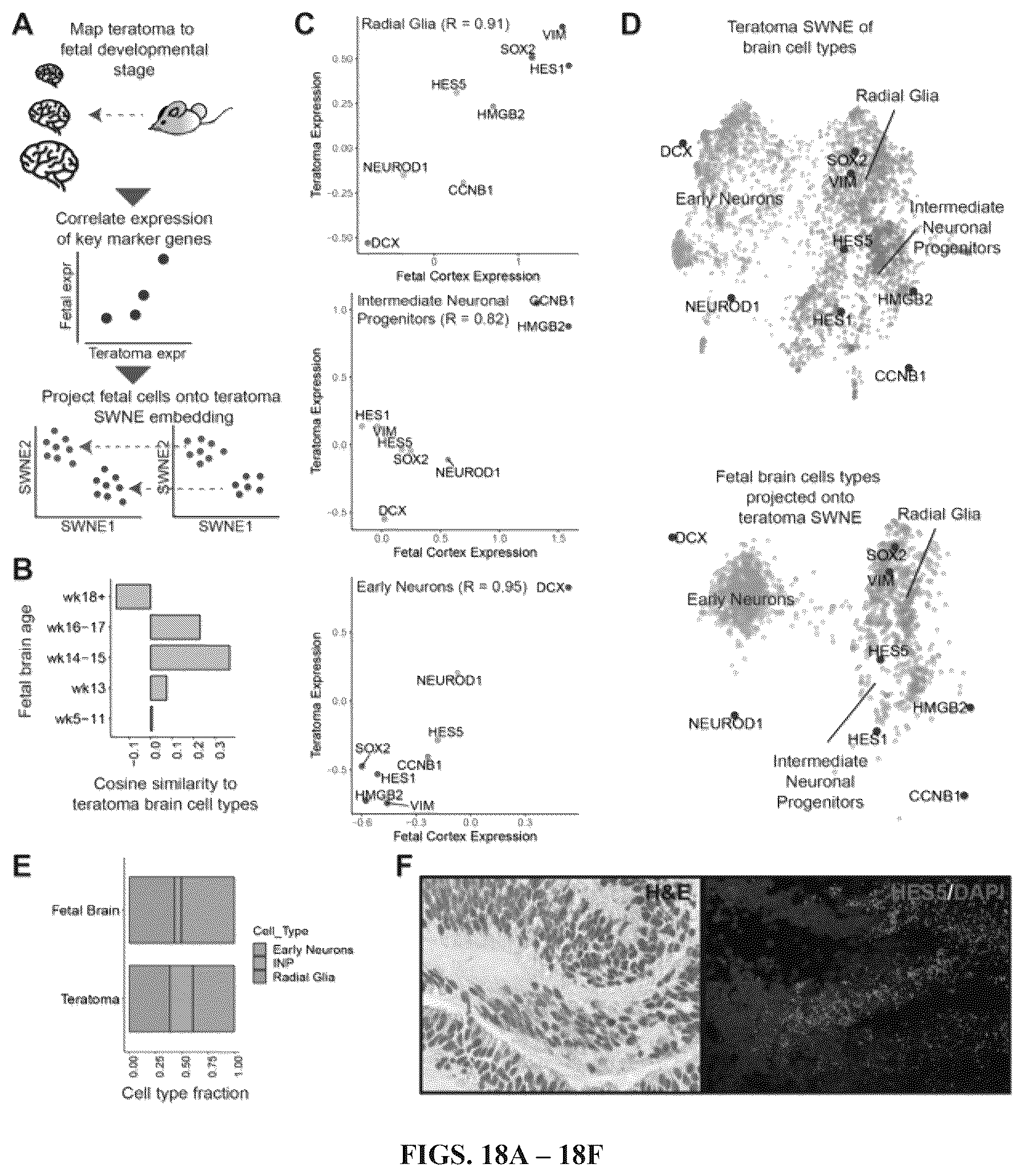 Patent US12297241 Figure 15 – Method to engineer transplantable human tissues