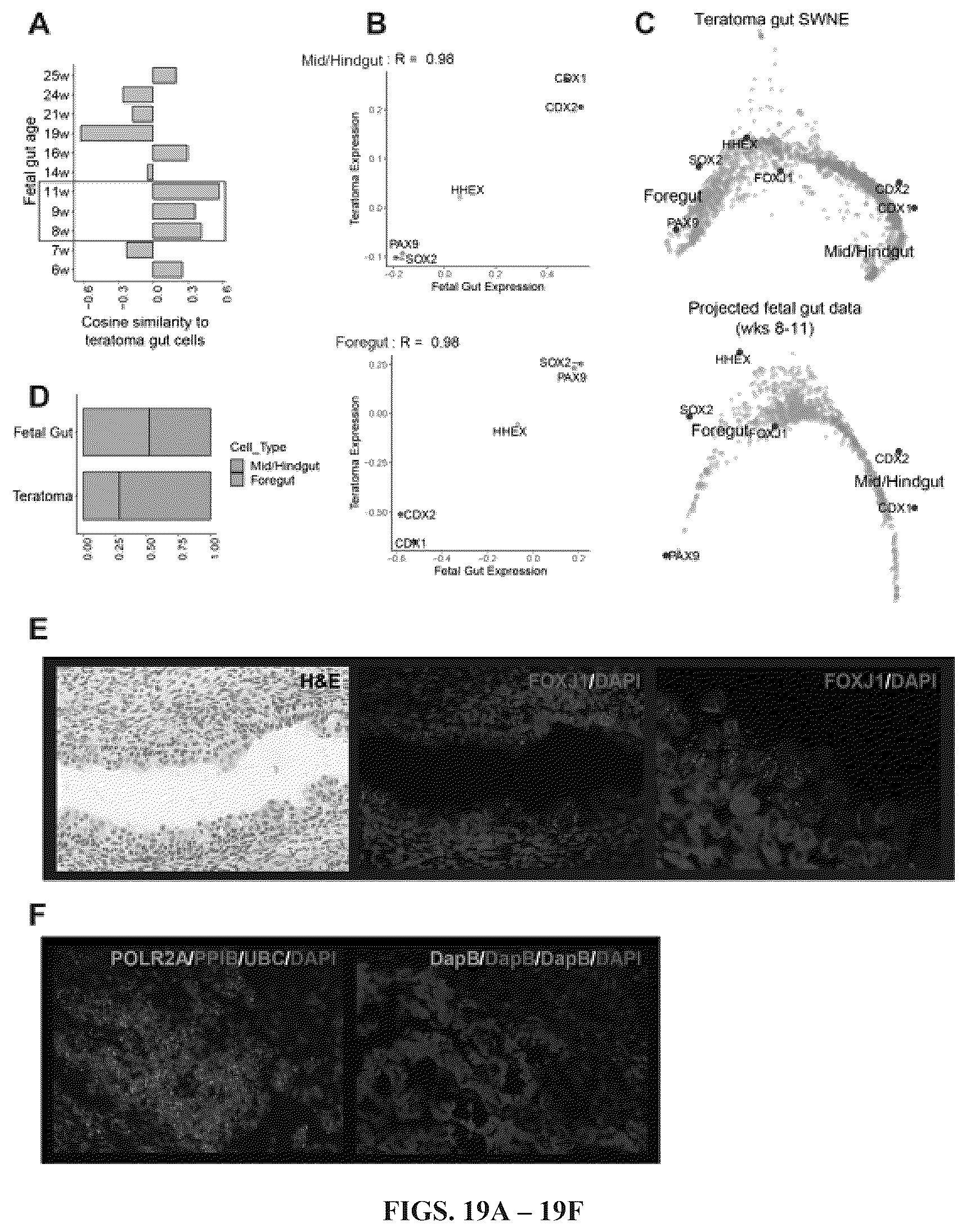 Patent US12297241 Figure 16 – Method to engineer transplantable human tissues