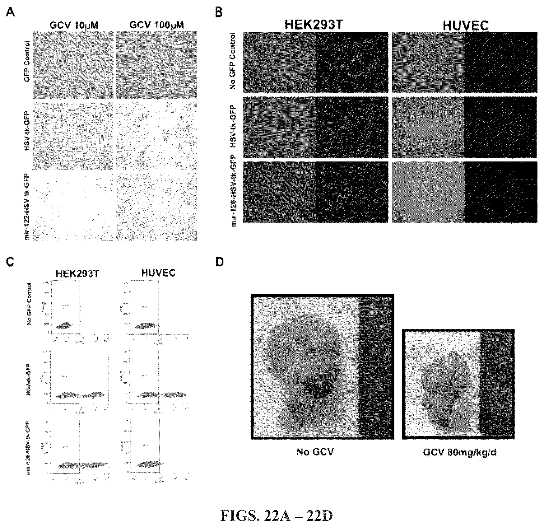 Patent US12297241 Figure 19 – Method to engineer transplantable human tissues