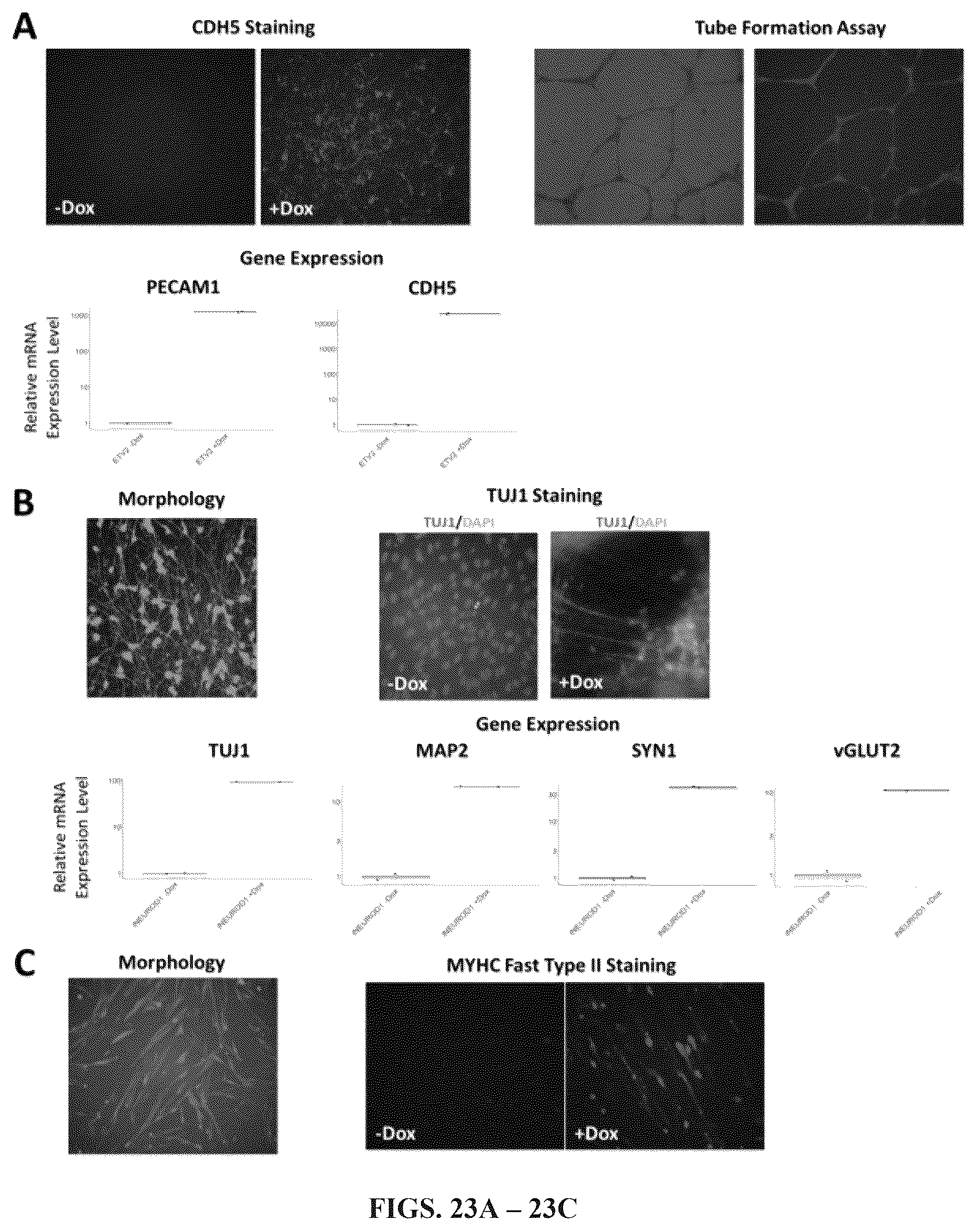 Patent US12297241 Figure 20 – Method to engineer transplantable human tissues
