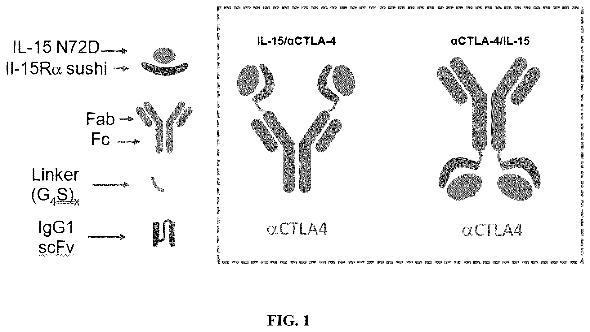 Patent US12297247 Figure 1 – Fusion molecules of CTLA4 and IL-15