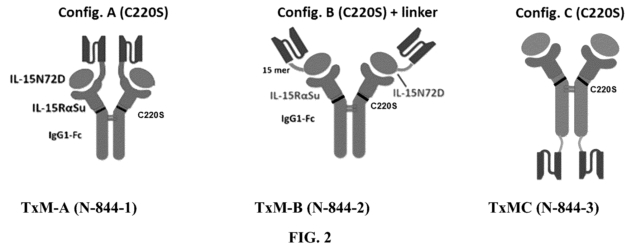 Patent US12297247 Figure 2 – Fusion molecules of CTLA4 and IL-15