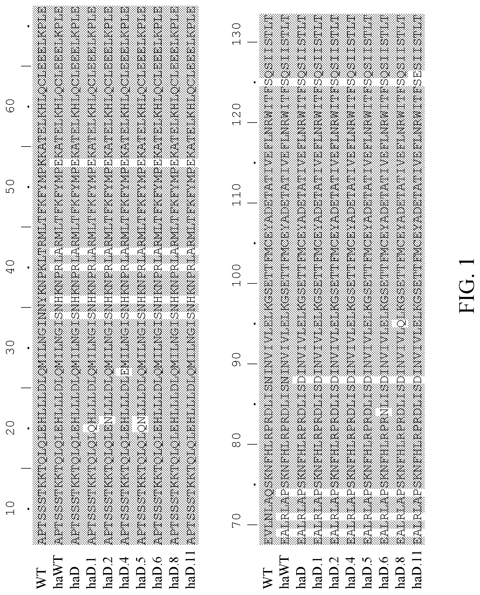 Patent US12297248 — Methods of treating graft versus host disease using IL-2 muteins — Figure 1