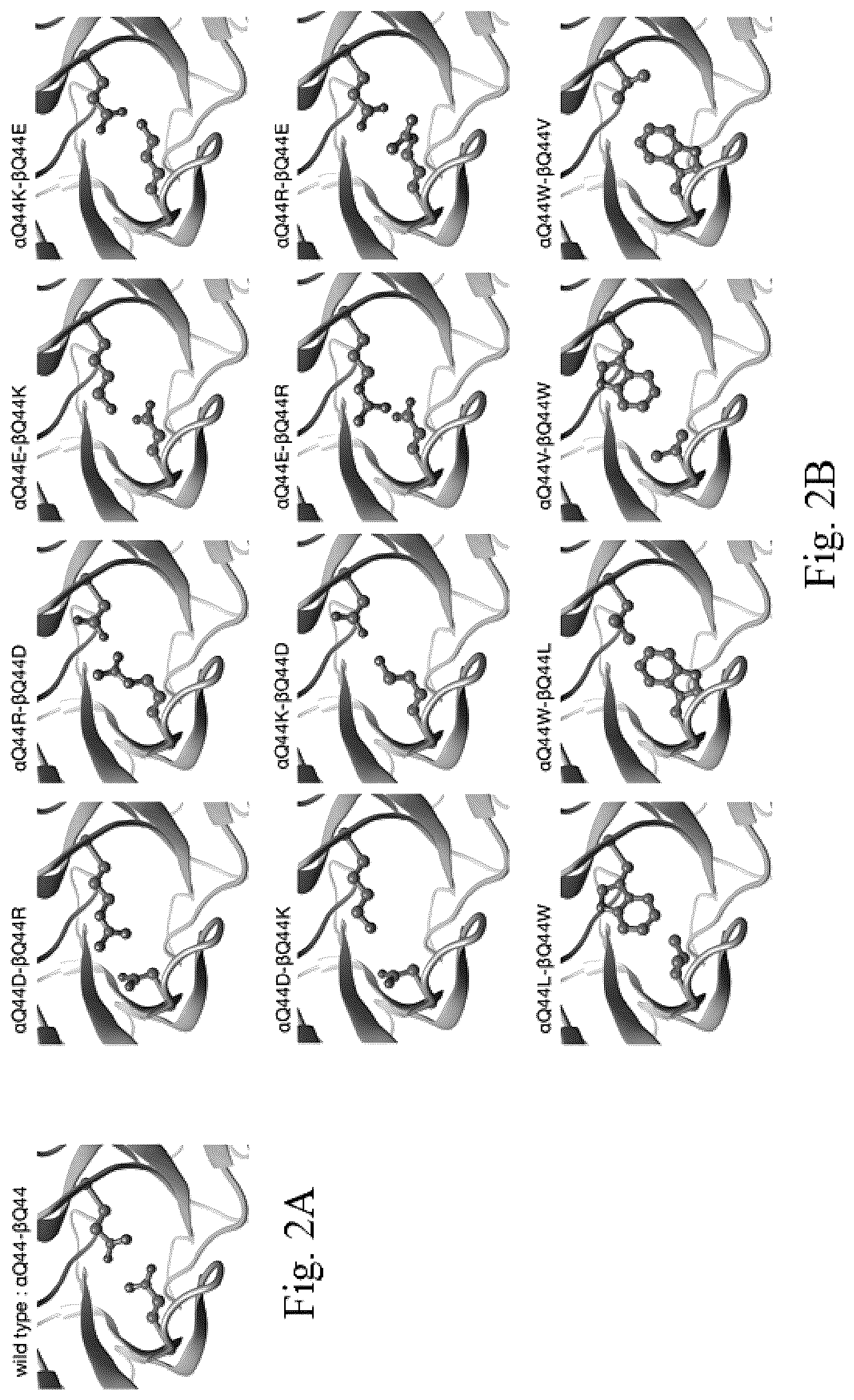Patent US12297252 Figure 4 – T cell receptors with improved pairing
