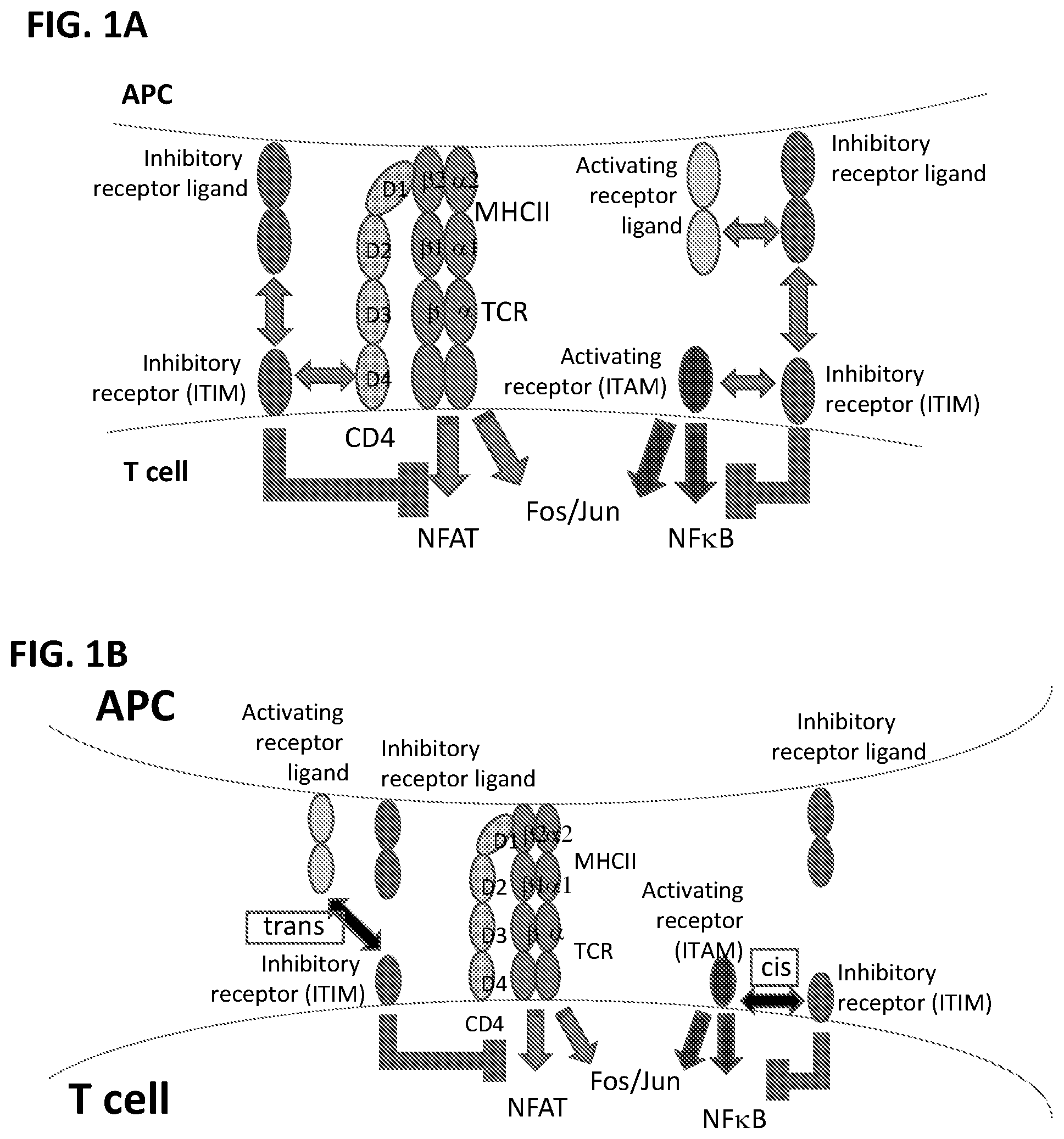 Patent US12297253 — Multi-domain immunomodulatory proteins and methods of use thereof — Figure 1
