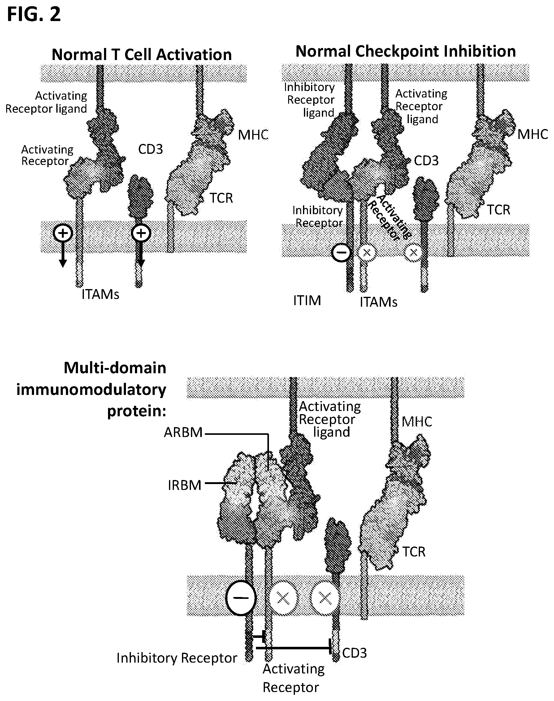 Patent US12297253 Figure 2 – Multi-domain immunomodulatory proteins and methods of use thereof