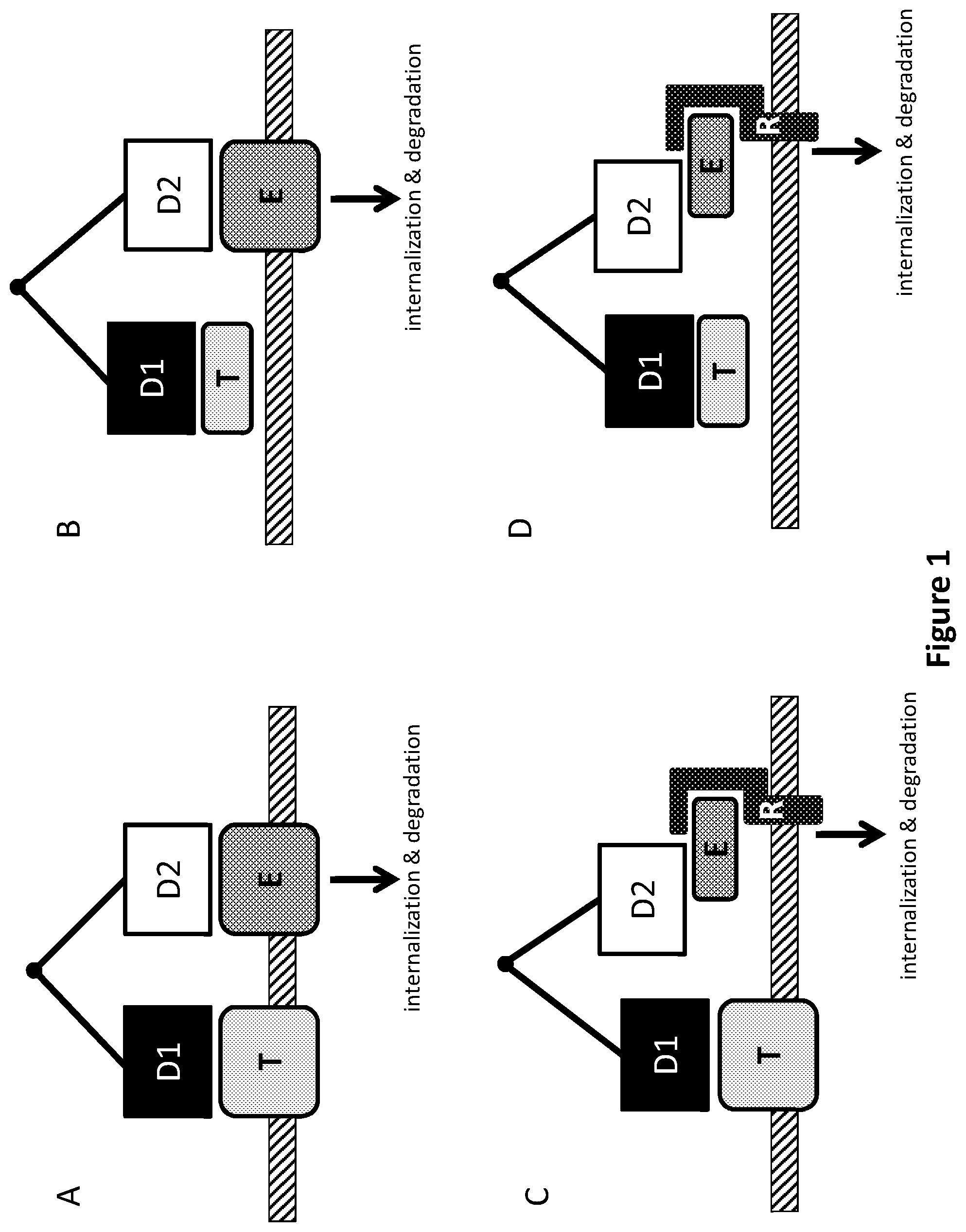 Patent US12297257 Figure 1 – Multispecific antigen-binding molecules and uses thereof
