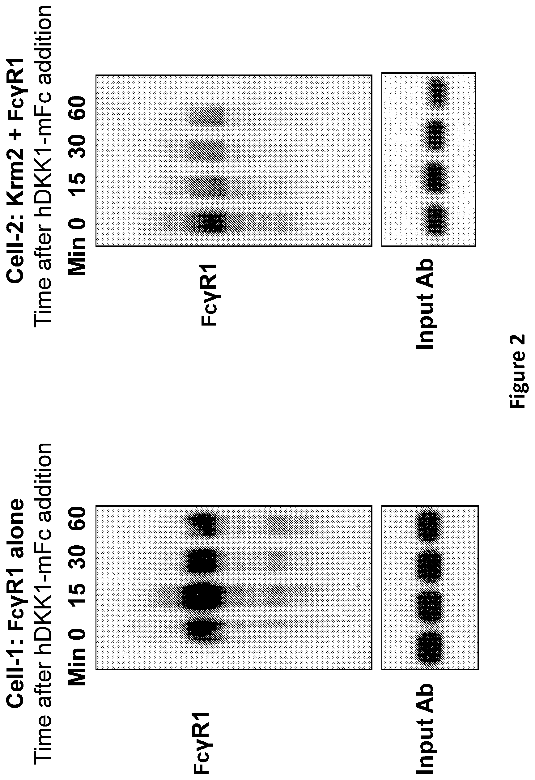Patent US12297257 Figure 2 – Multispecific antigen-binding molecules and uses thereof