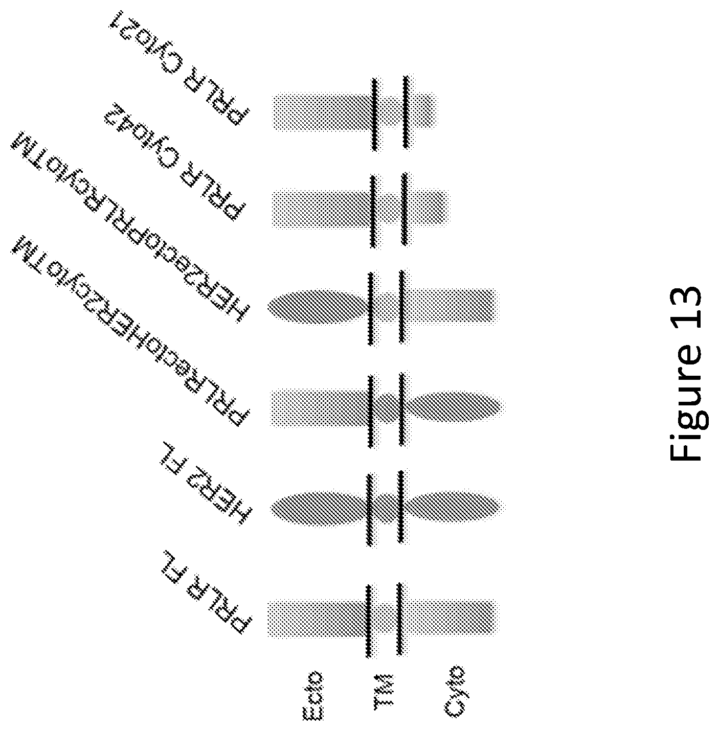 Patent US12297257 Figure 13 – Multispecific antigen-binding molecules and uses thereof