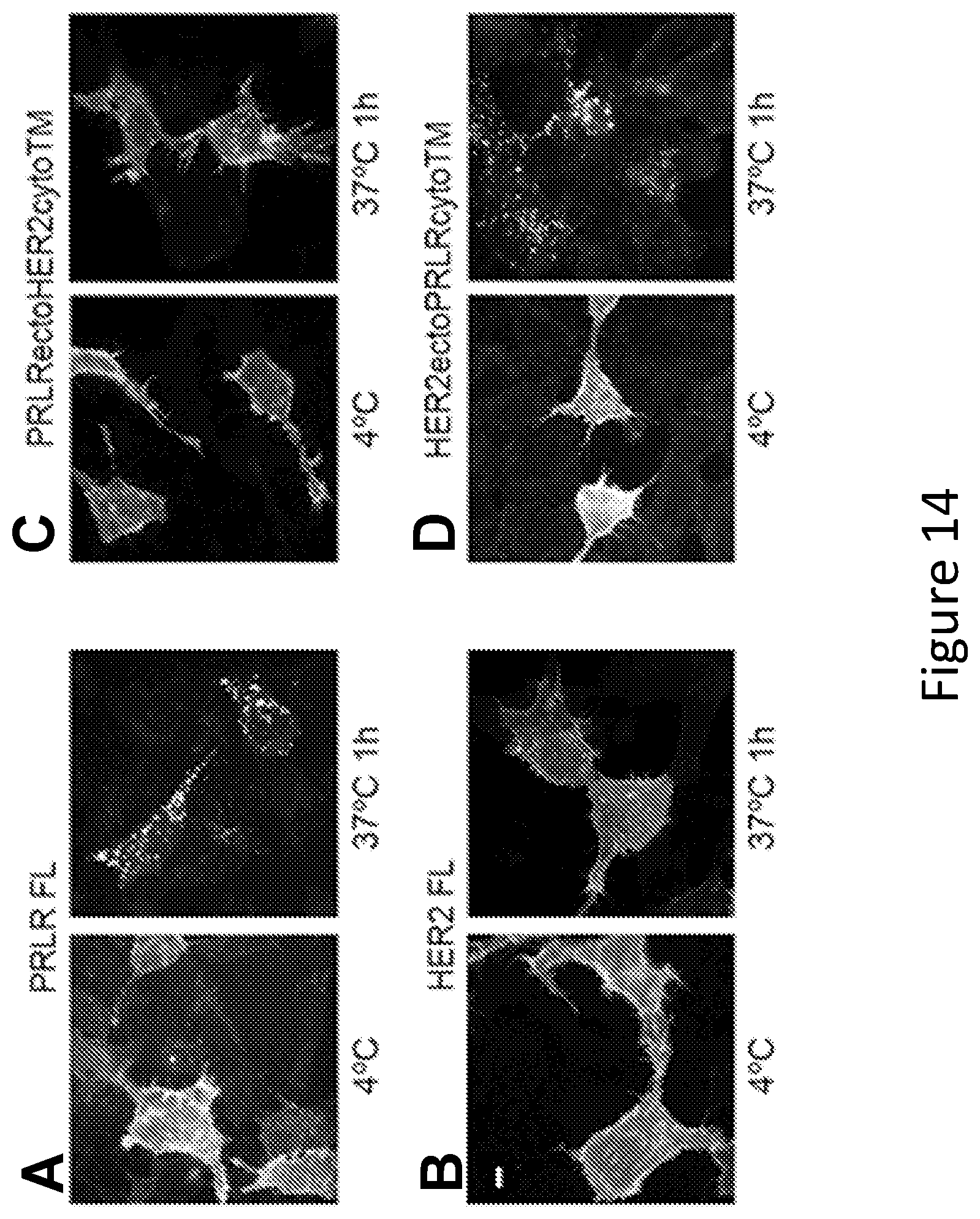Patent US12297257 Figure 14 – Multispecific antigen-binding molecules and uses thereof