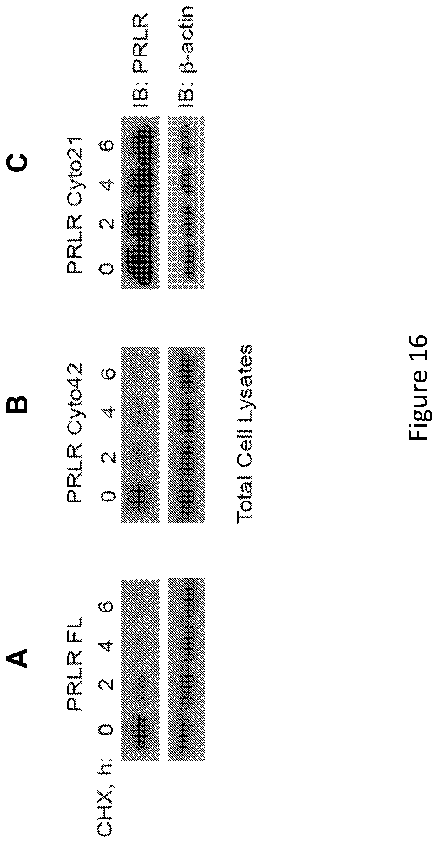 Patent US12297257 Figure 16 – Multispecific antigen-binding molecules and uses thereof
