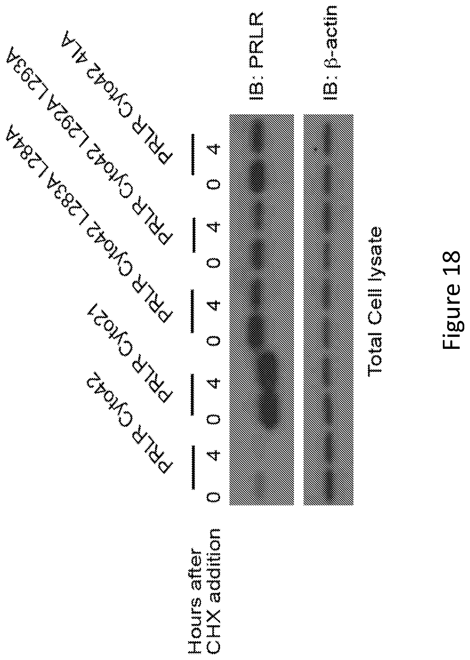Patent US12297257 Figure 18 – Multispecific antigen-binding molecules and uses thereof