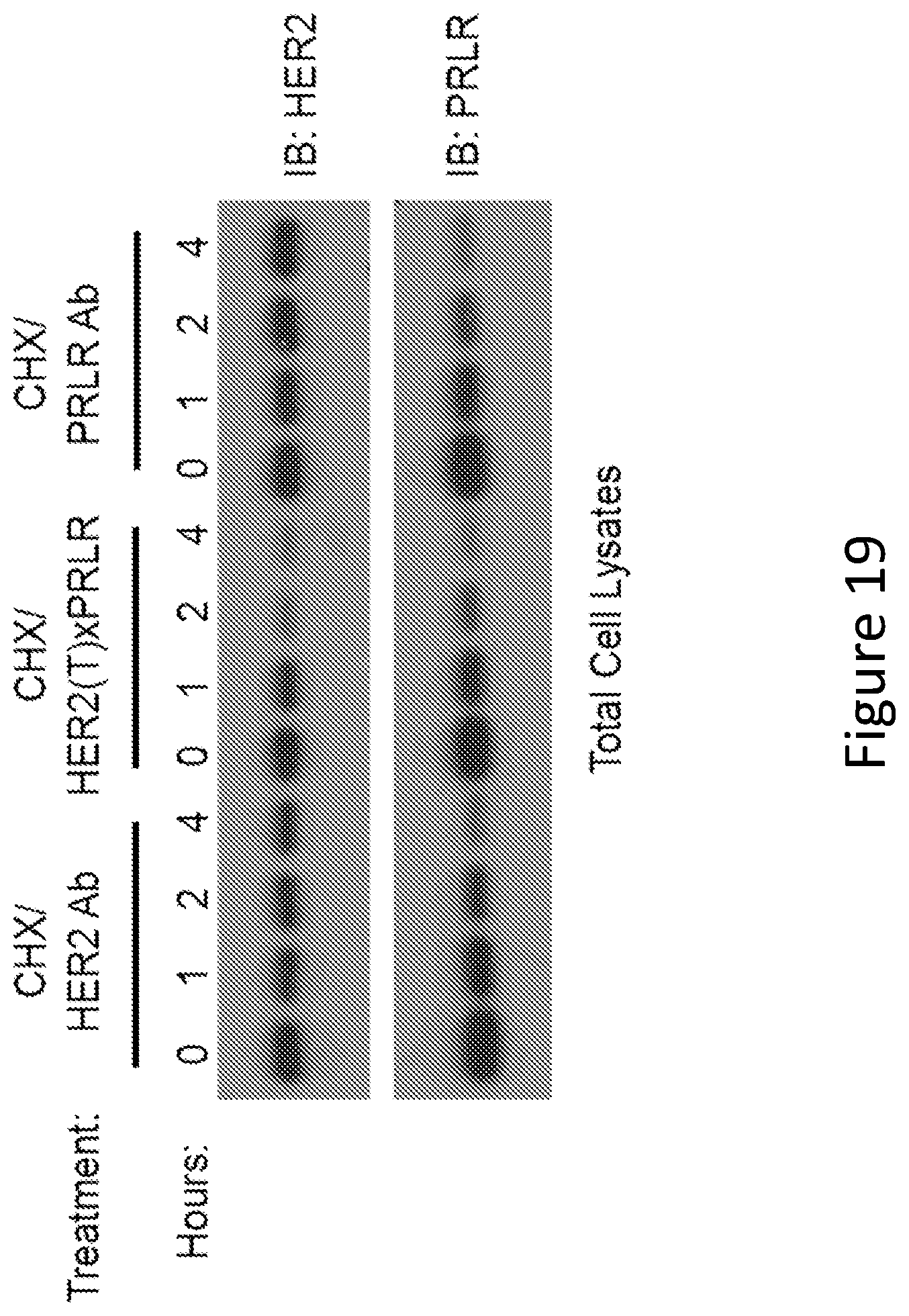 Patent US12297257 Figure 19 – Multispecific antigen-binding molecules and uses thereof