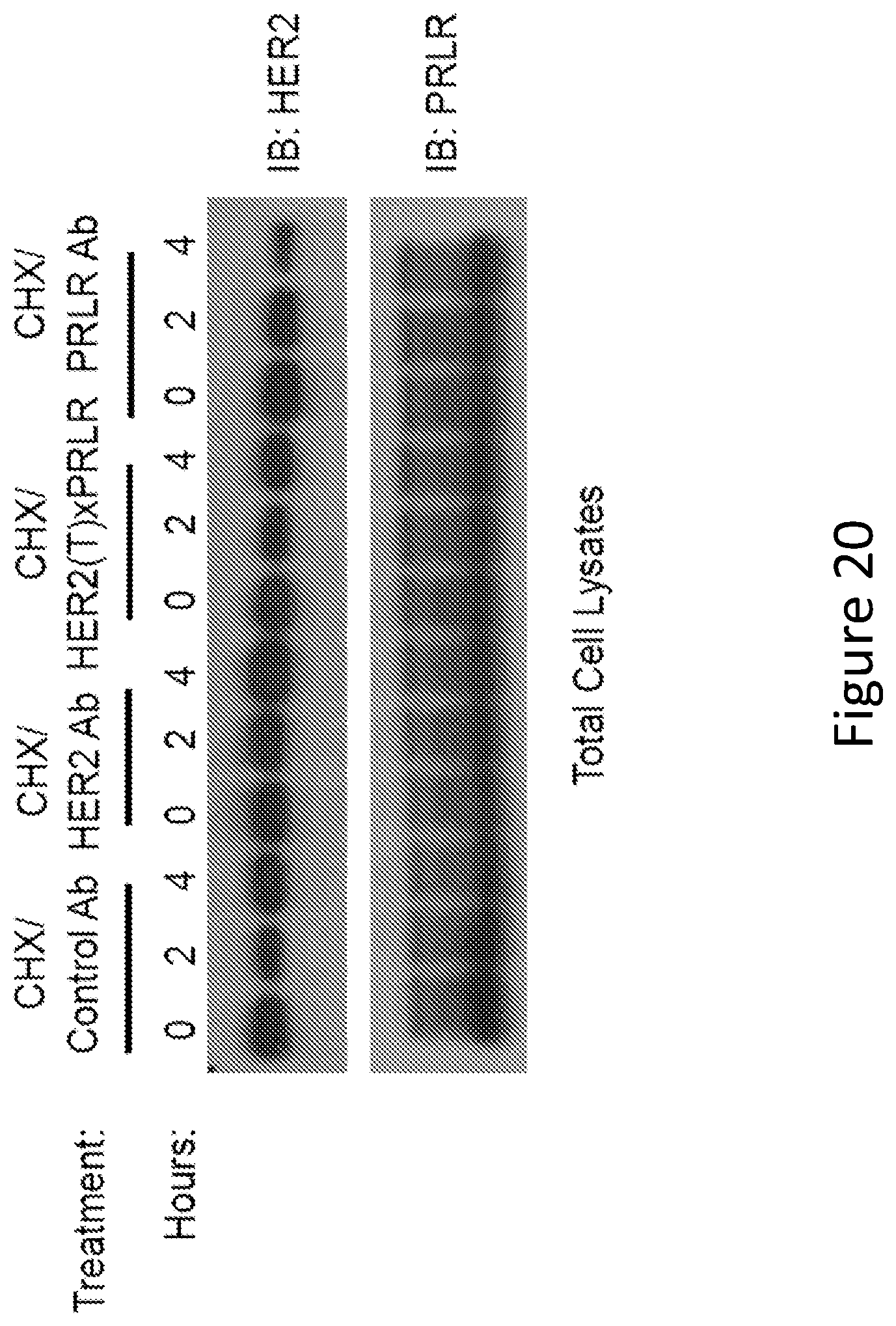 Patent US12297257 Figure 20 – Multispecific antigen-binding molecules and uses thereof