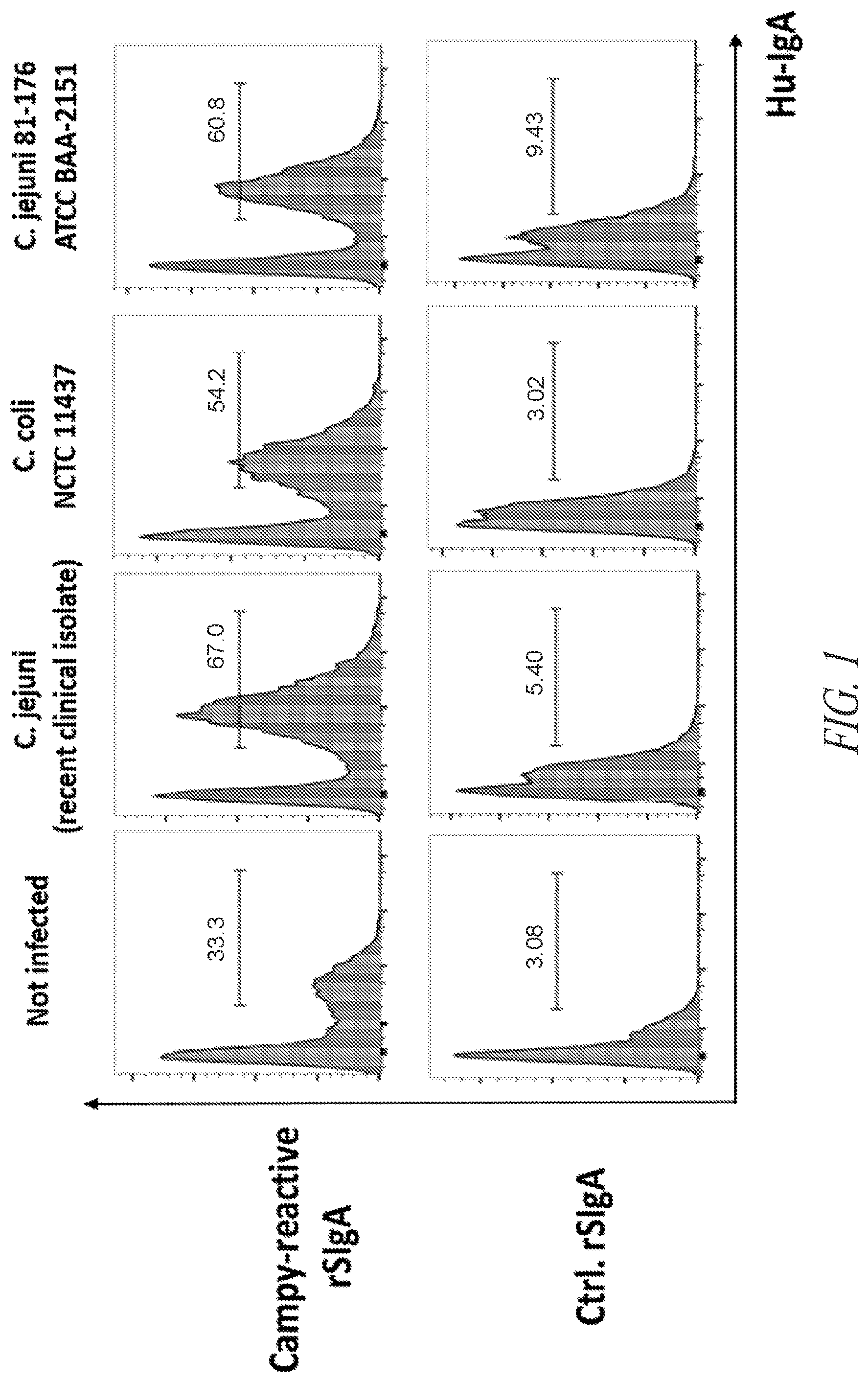 Patent US12297258 — Antibodies against Campylobacter species — Figure 1
