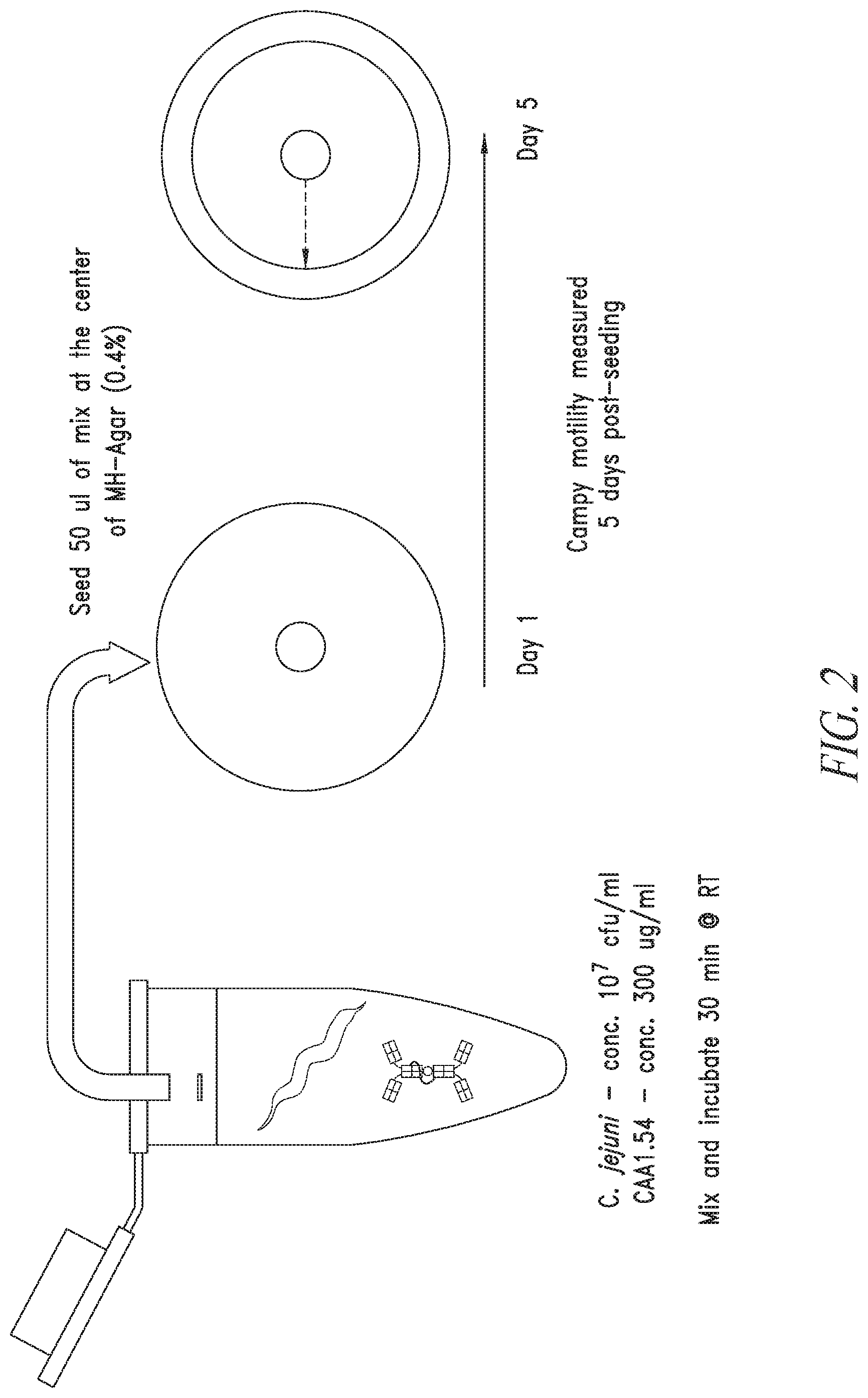 Patent US12297258 Figure 2 – Antibodies against Campylobacter species