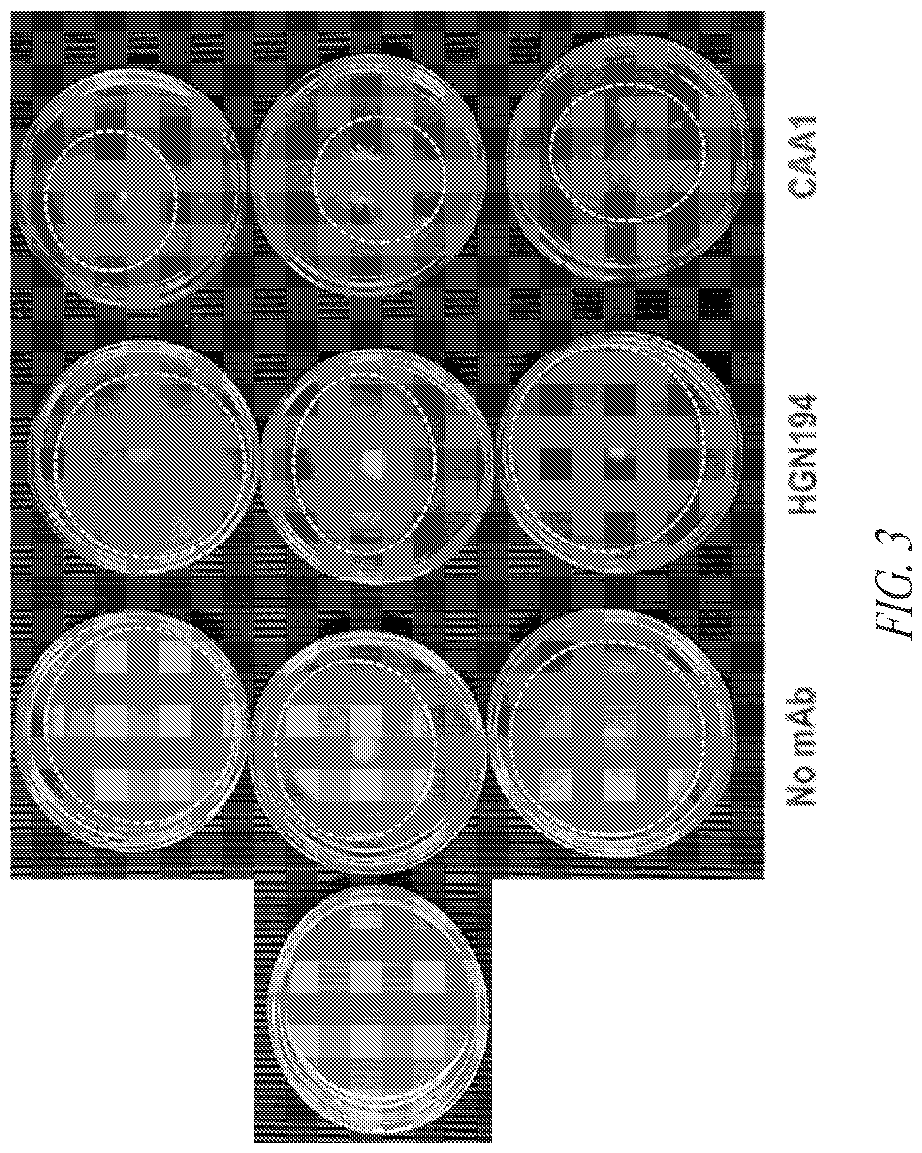 Patent US12297258 Figure 3 – Antibodies against Campylobacter species