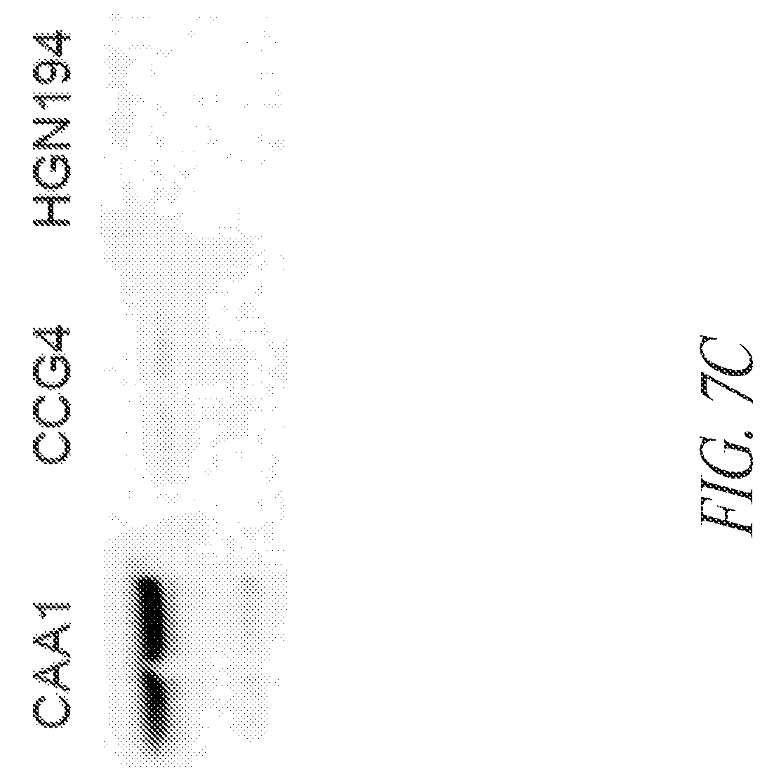 Patent US12297258 Figure 11 – Antibodies against Campylobacter species