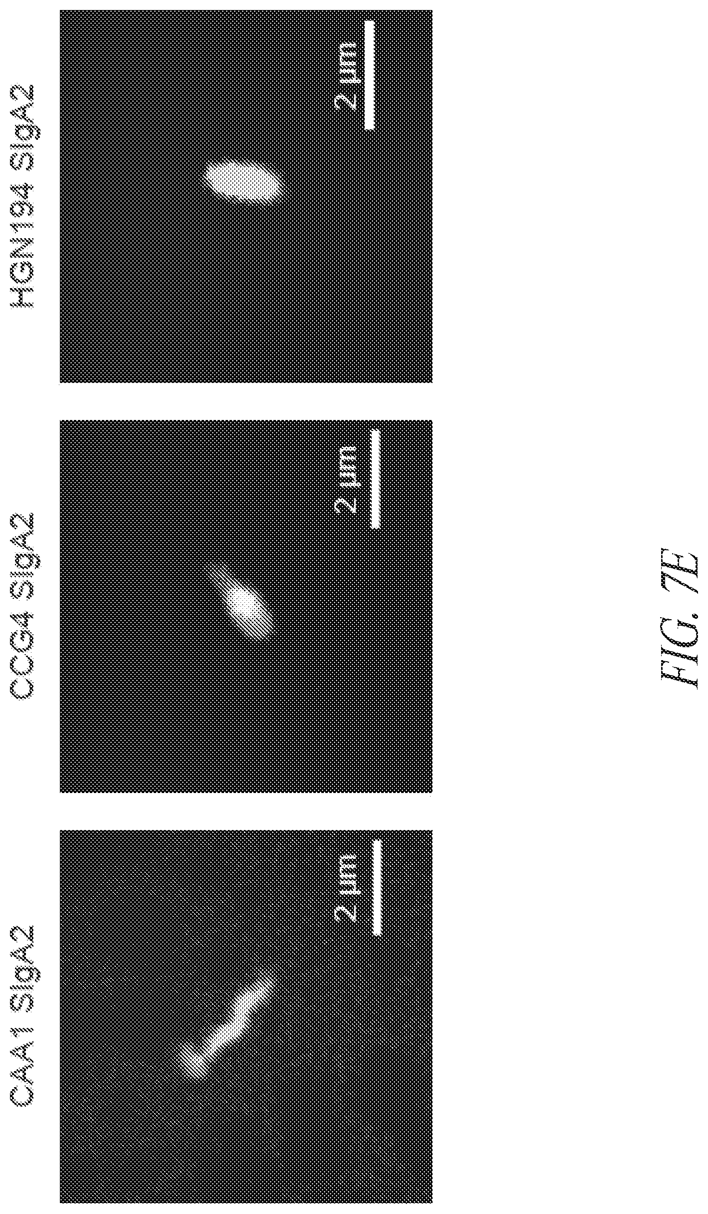 Patent US12297258 Figure 13 – Antibodies against Campylobacter species