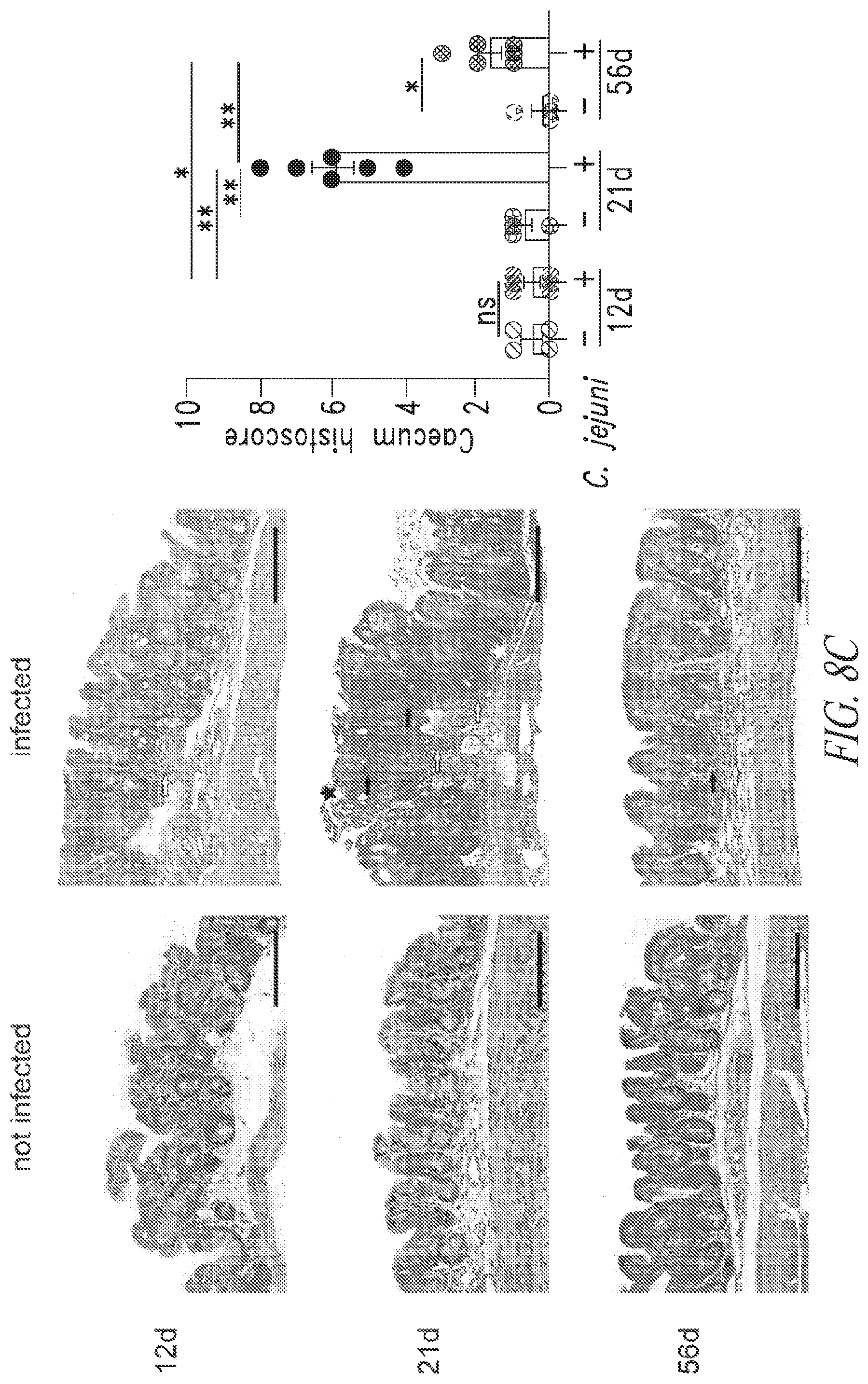 Patent US12297258 Figure 16 – Antibodies against Campylobacter species