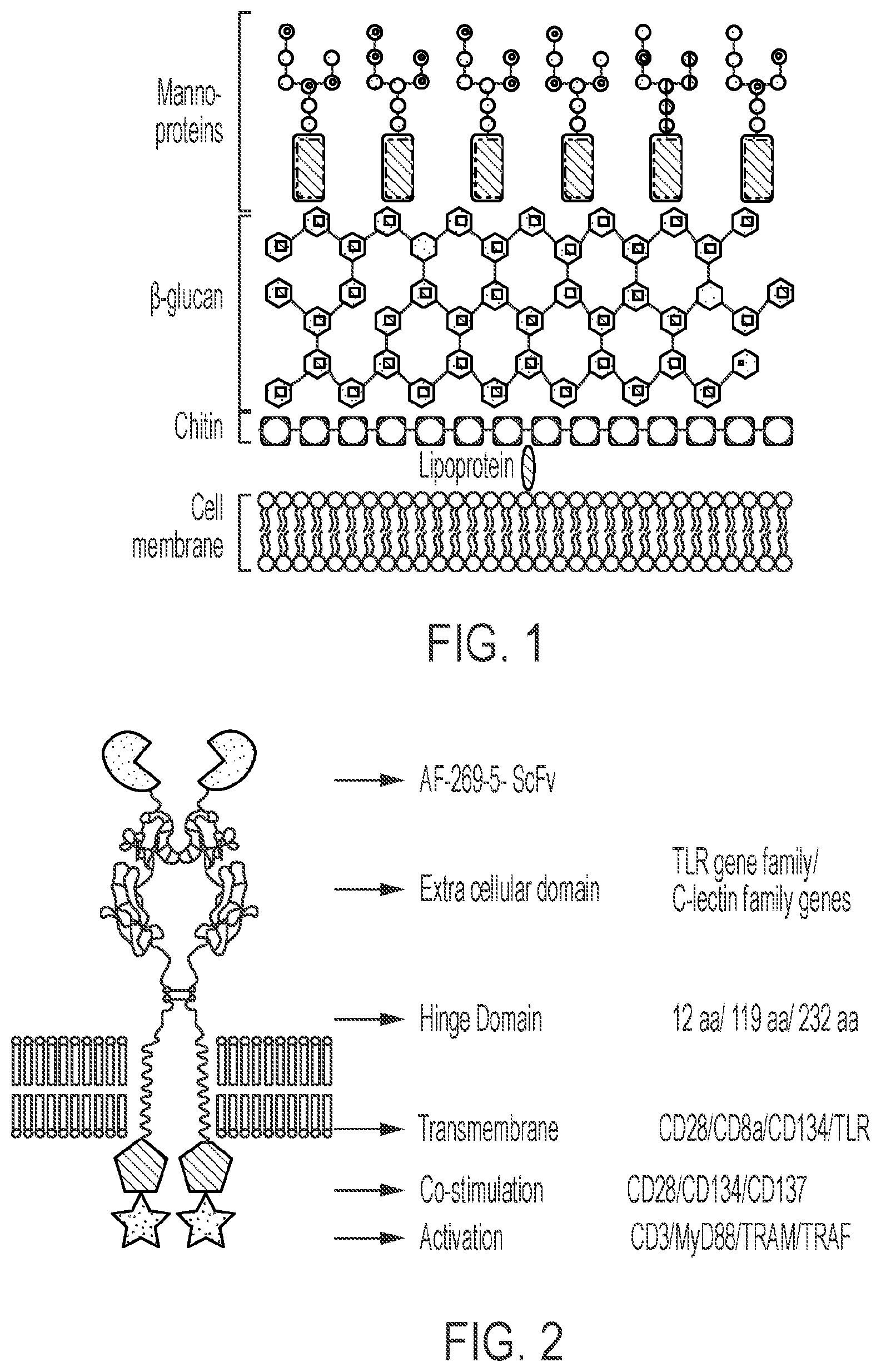 Patent US12297259 Figure 1 – Aspergillus antigen chimeric receptors and use thereof