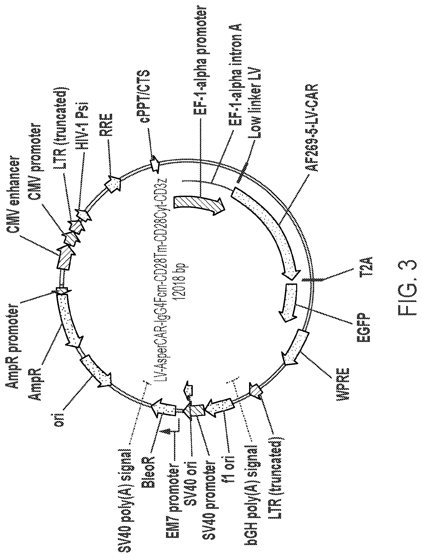 Patent US12297259 Figure 2 – Aspergillus antigen chimeric receptors and use thereof
