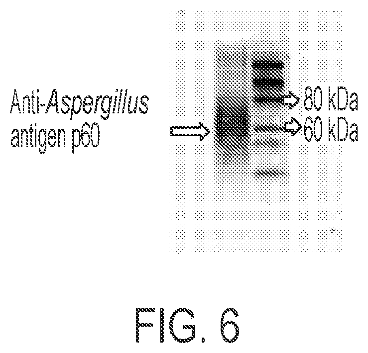 Patent US12297259 Figure 5 – Aspergillus antigen chimeric receptors and use thereof