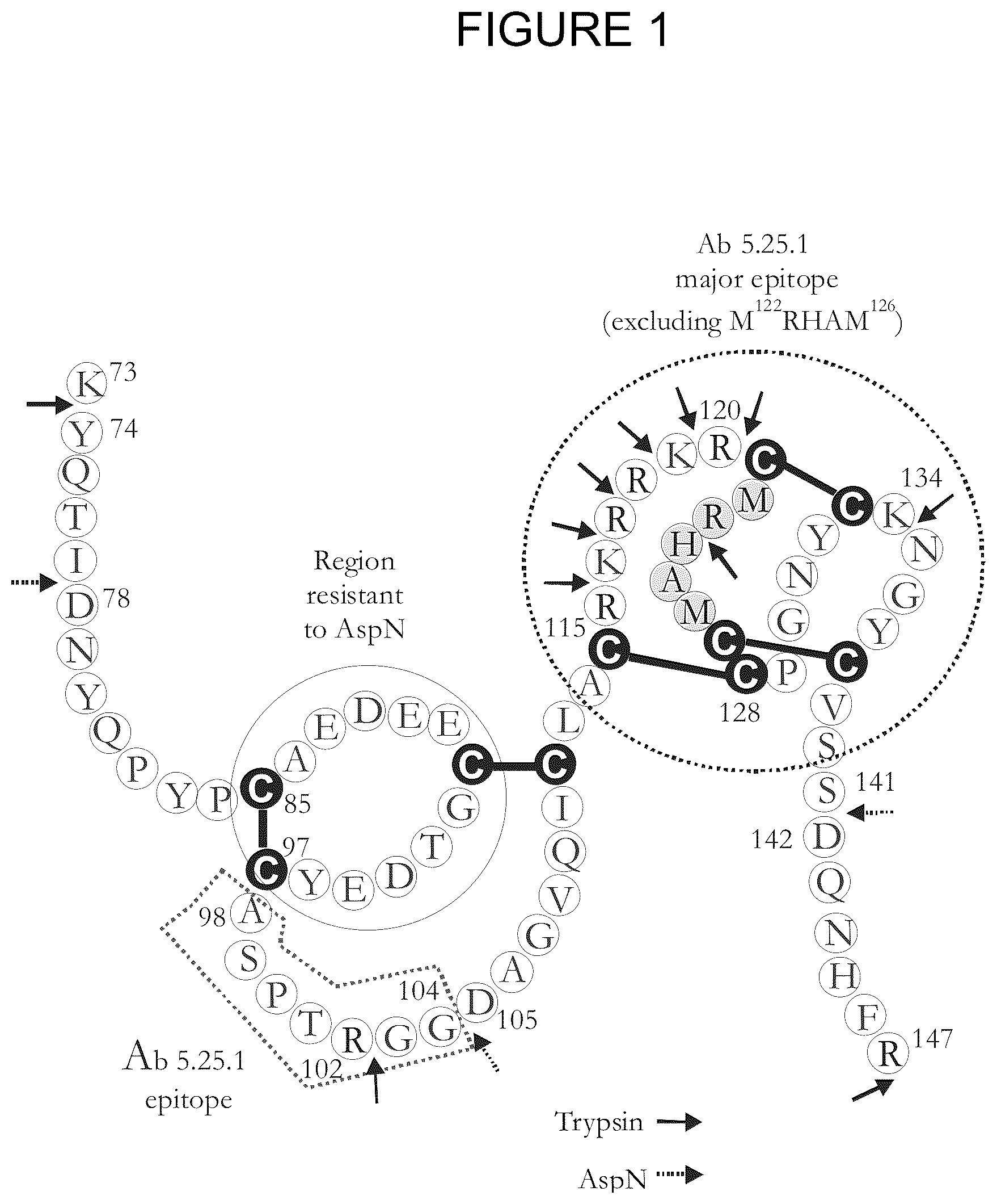 Patent US12297260 Figure 1 – DKK1 antibodies and methods of use