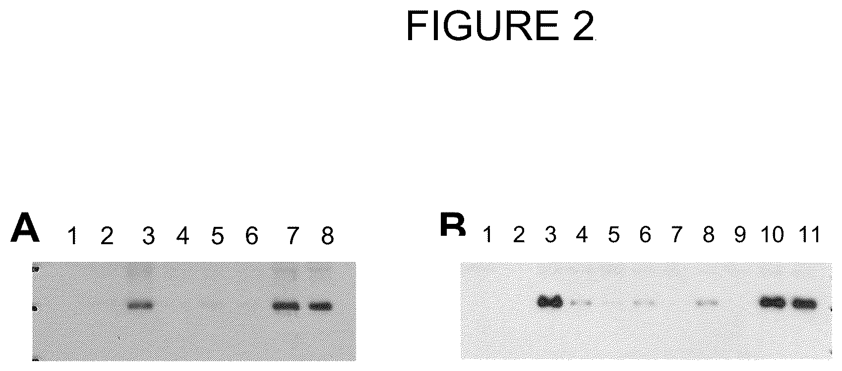 Patent US12297260 Figure 2 – DKK1 antibodies and methods of use