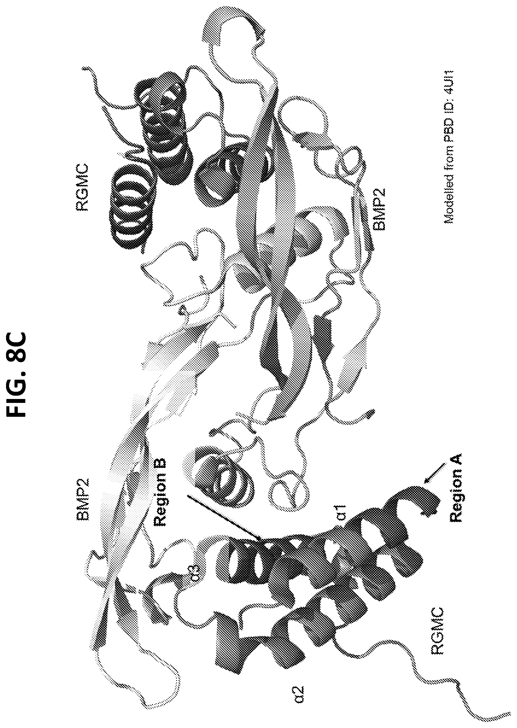 Patent US12297262 Figure 15 – RGMC-selective inhibitors and use thereof