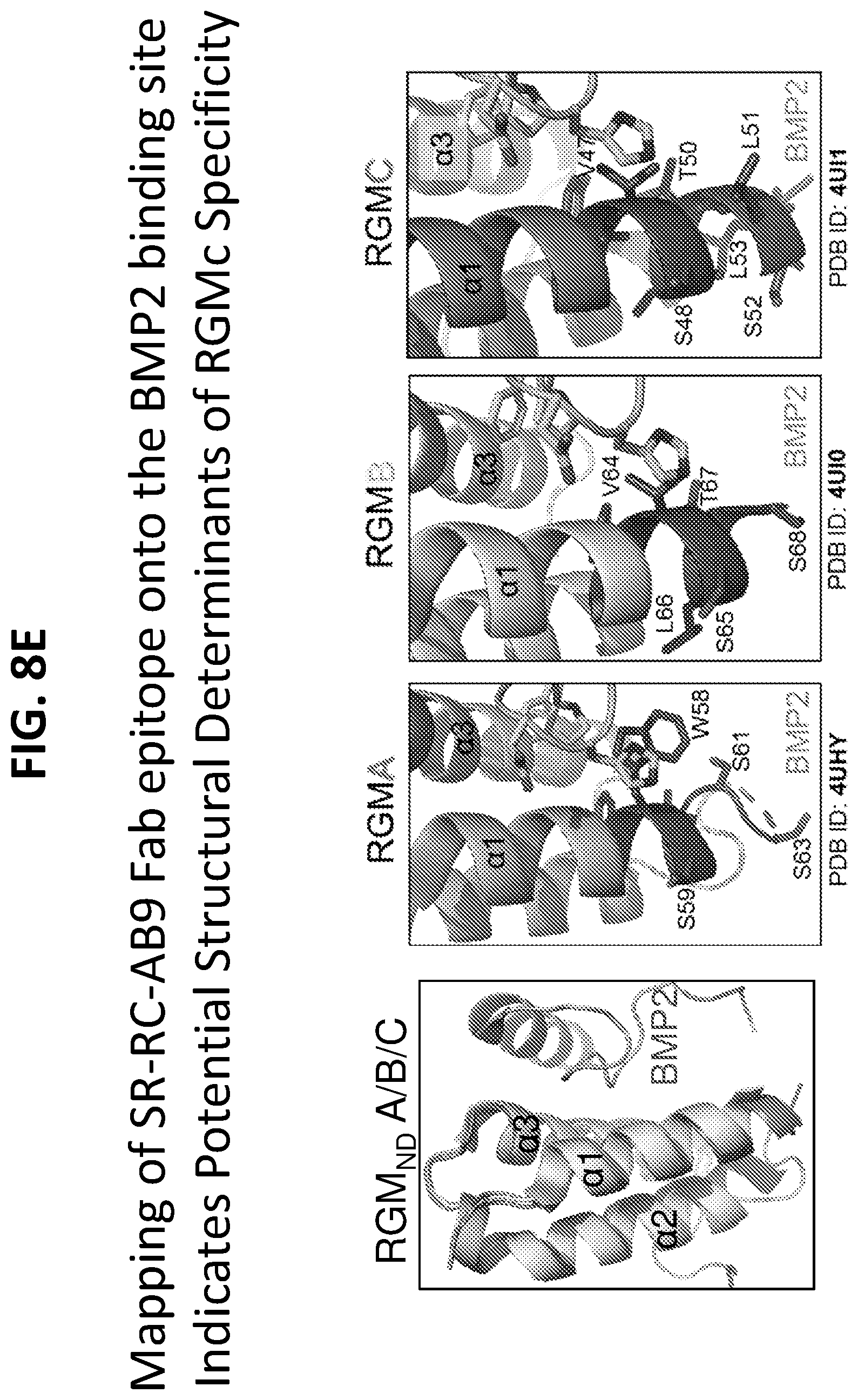 Patent US12297262 Figure 17 – RGMC-selective inhibitors and use thereof