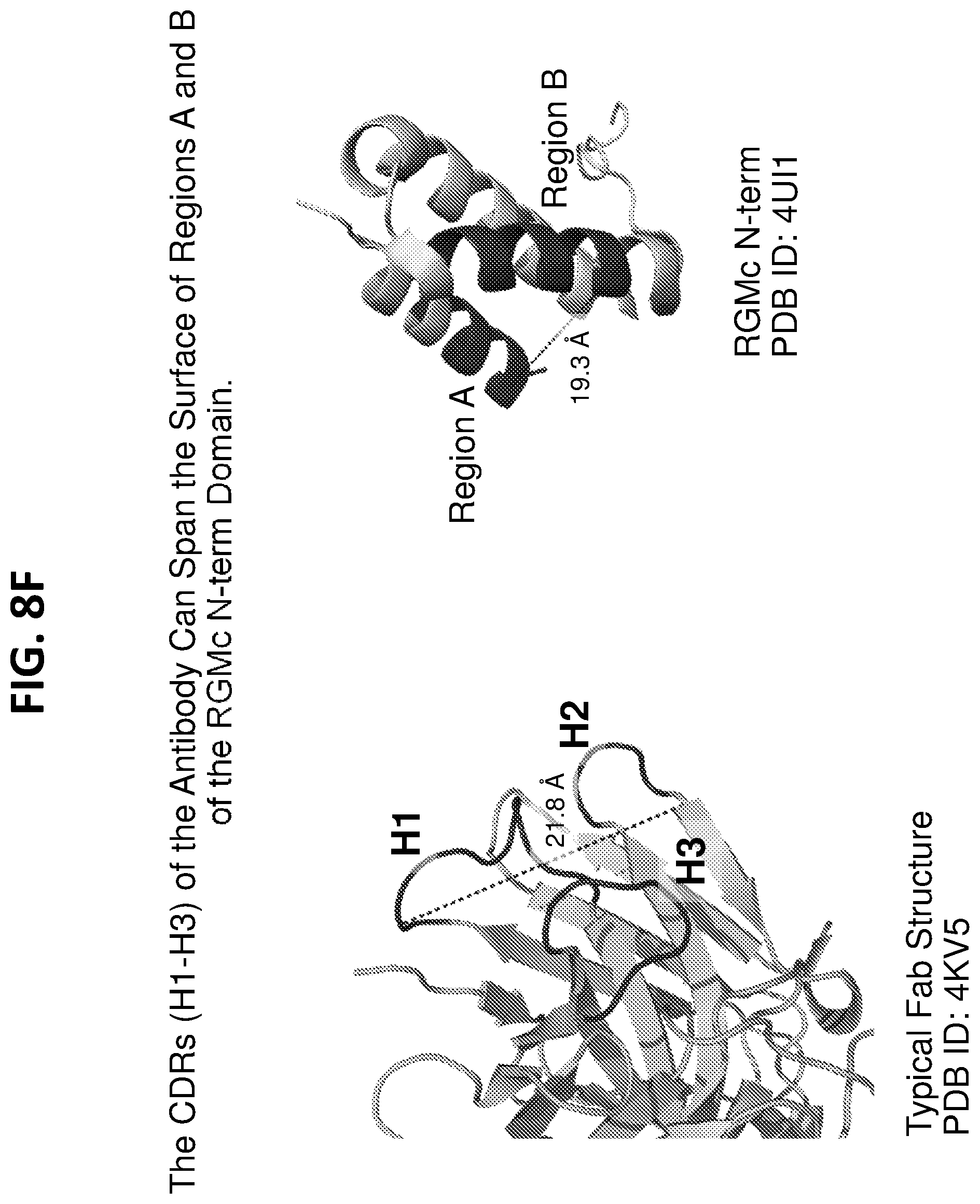 Patent US12297262 Figure 18 – RGMC-selective inhibitors and use thereof