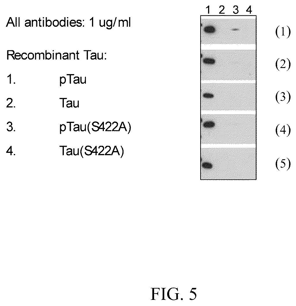 Patent US12297263 Figure 6 – Humanized anti-Tau(PS422) antibodies and methods of use
