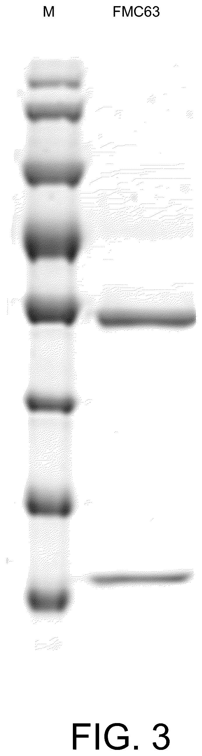 Patent US12297267 Figure 3 – Humanized anti-CD19 antibody and use thereof with chimeric antigen receptor