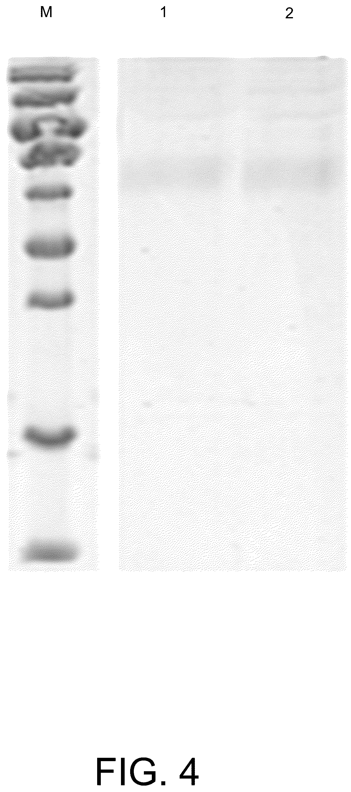 Patent US12297267 Figure 4 – Humanized anti-CD19 antibody and use thereof with chimeric antigen receptor