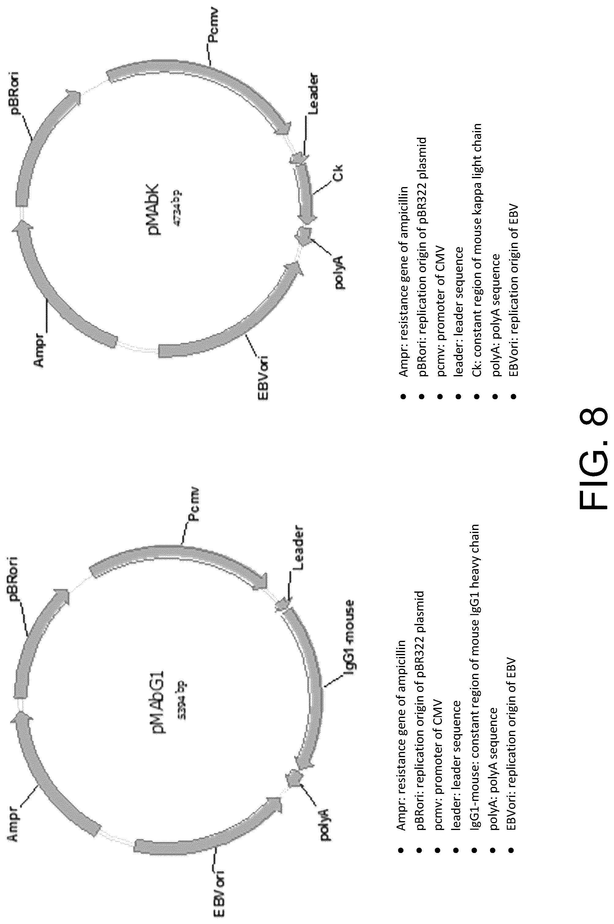 Patent US12297267 Figure 8 – Humanized anti-CD19 antibody and use thereof with chimeric antigen receptor