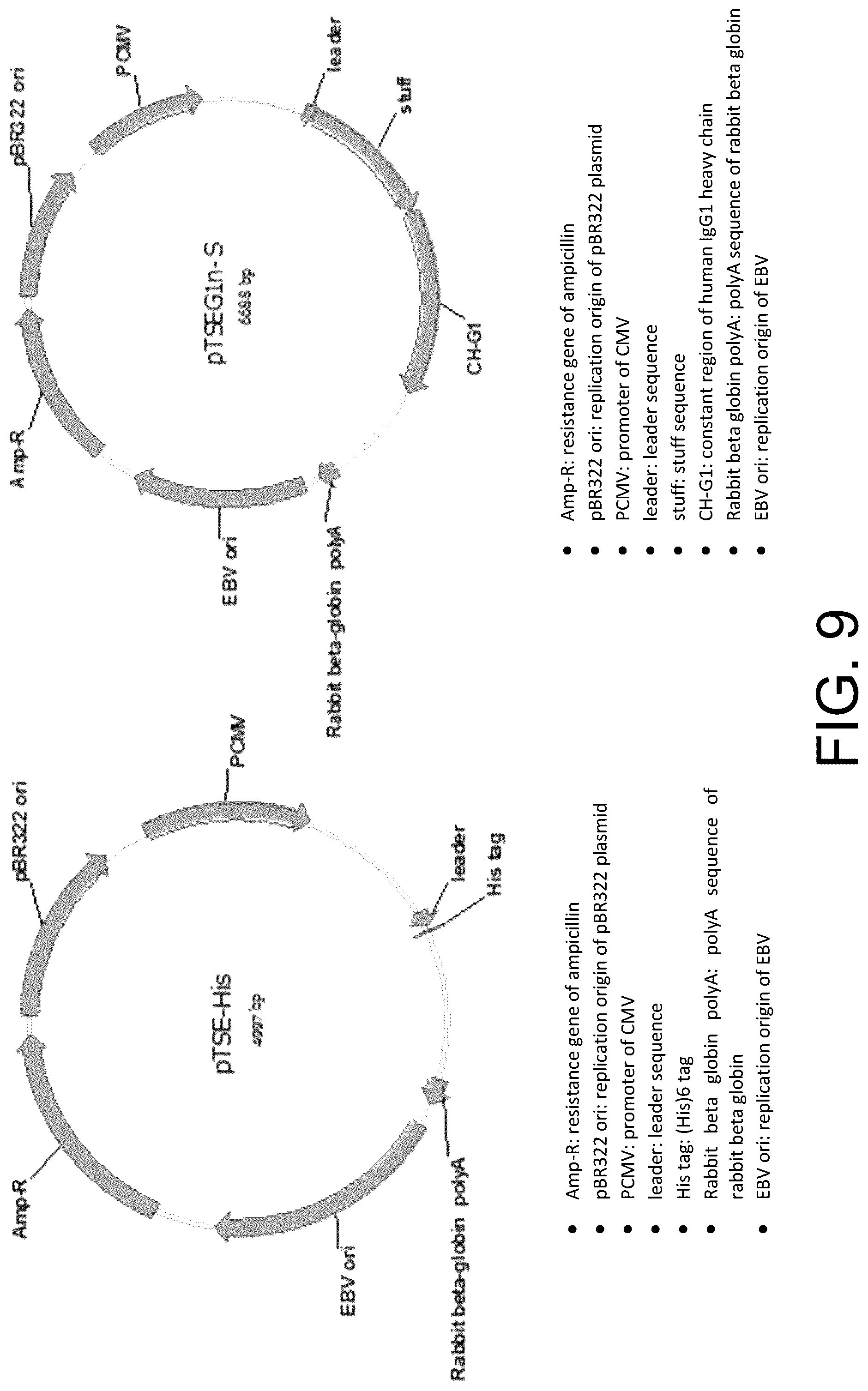 Patent US12297267 Figure 9 – Humanized anti-CD19 antibody and use thereof with chimeric antigen receptor