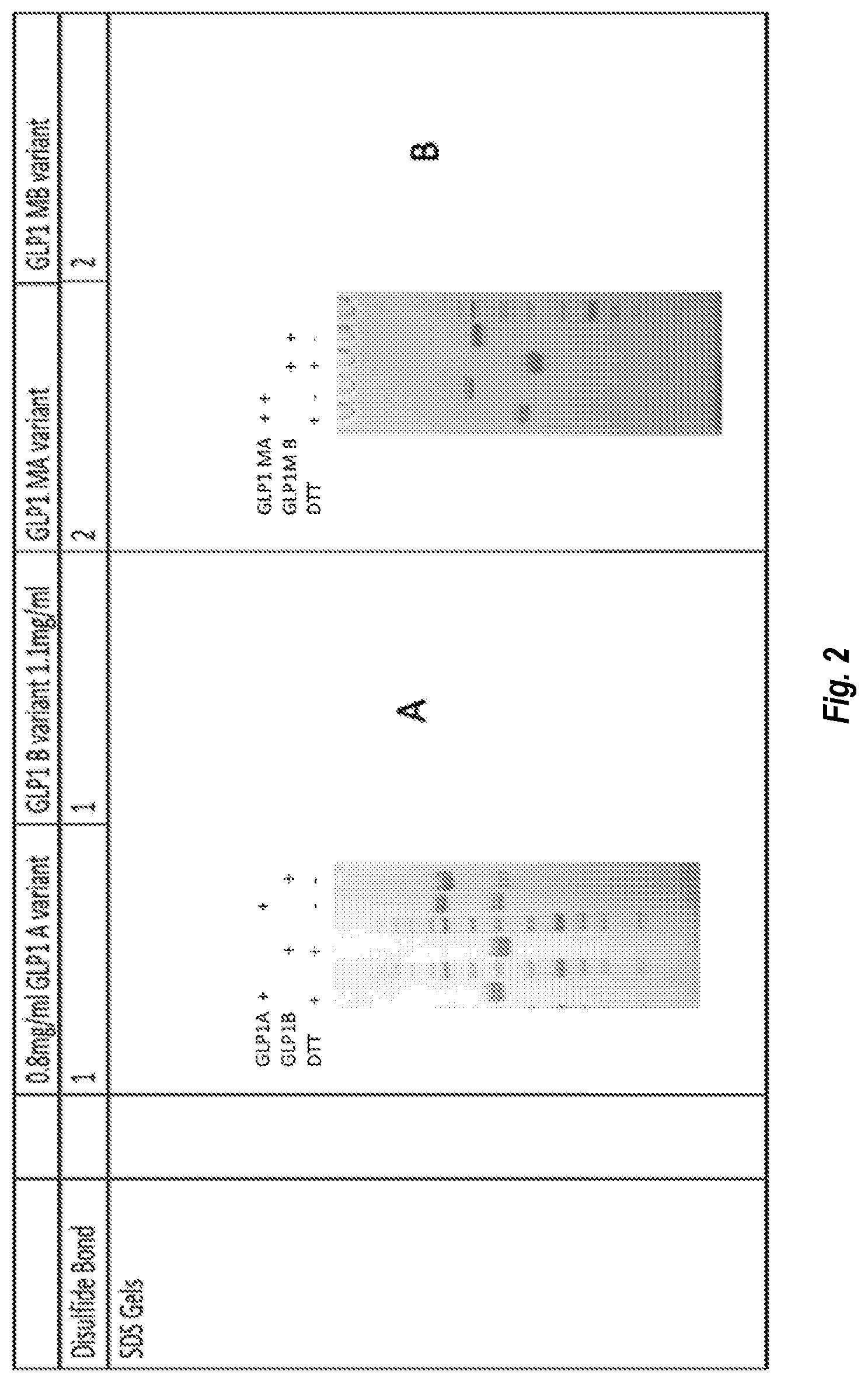 Patent US12297272 Figure 2 – IgG Fc variants for veterinary use