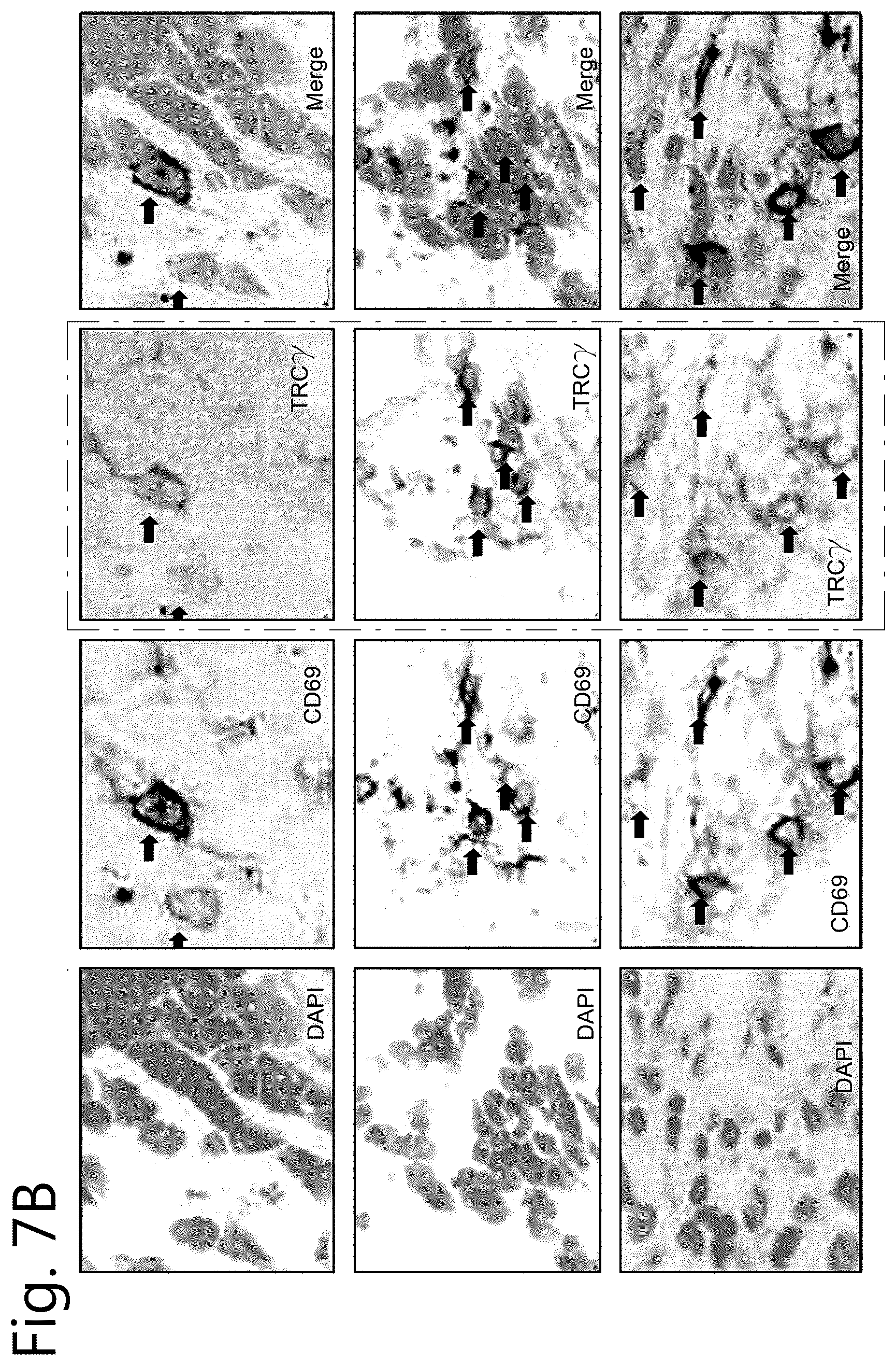 Patent US12297274 Figure 9 – Method of cell therapy